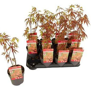 Japanese Maple | Outdoor Plant - Image 5