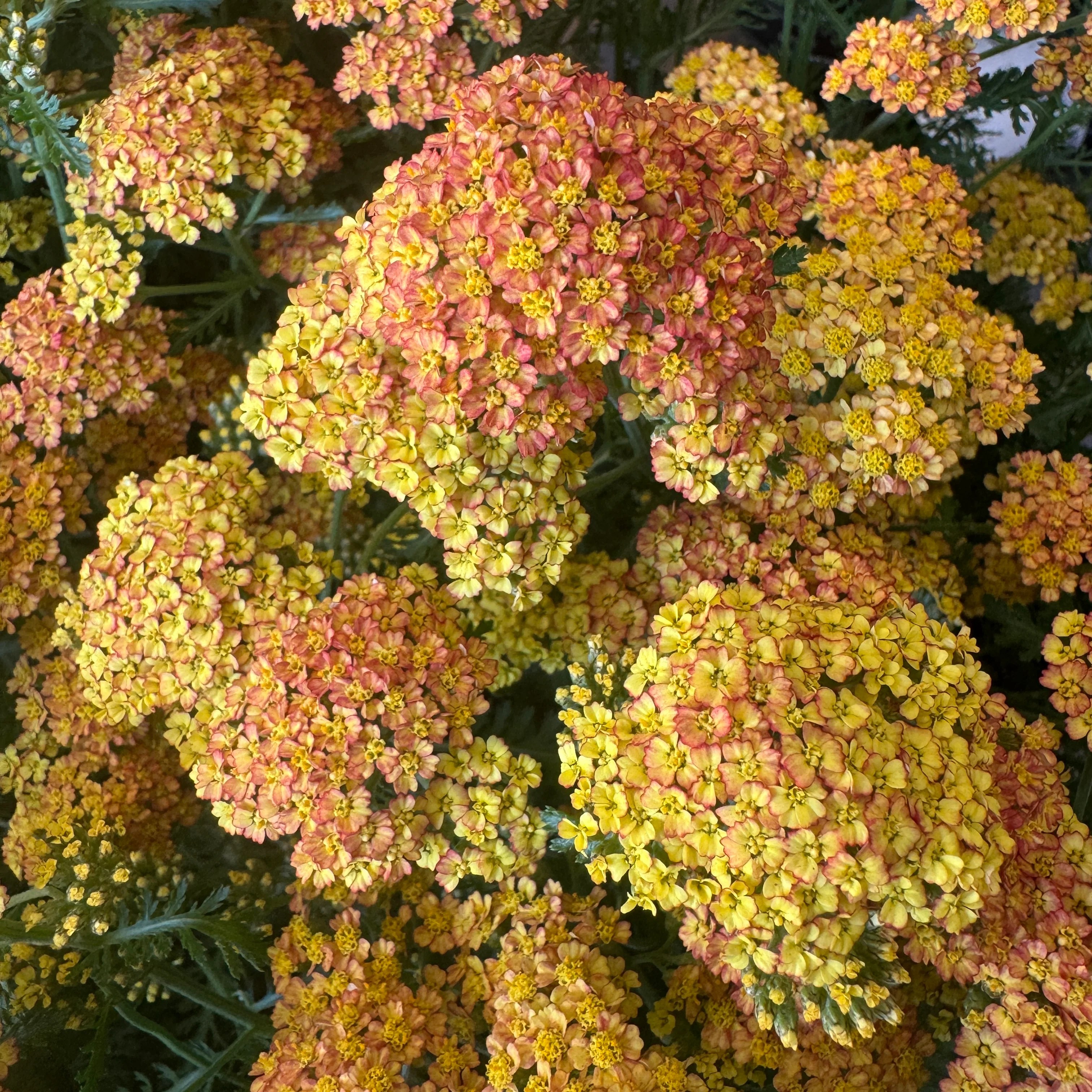 Achillea | Yellow | Outdoor Plant - Image 2