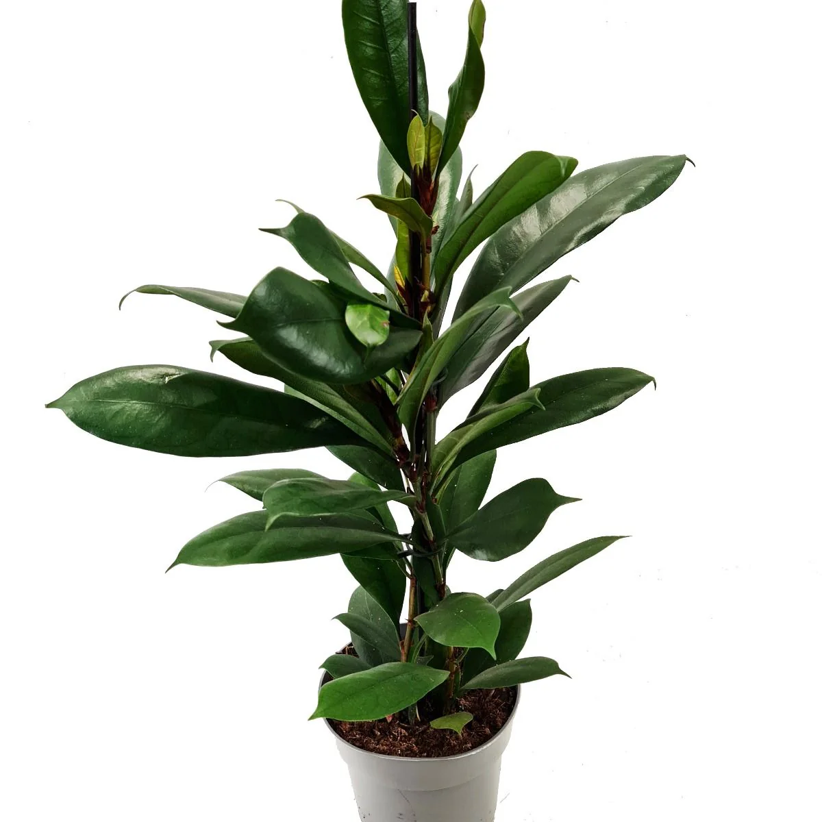 African Fig Tree - Image 3