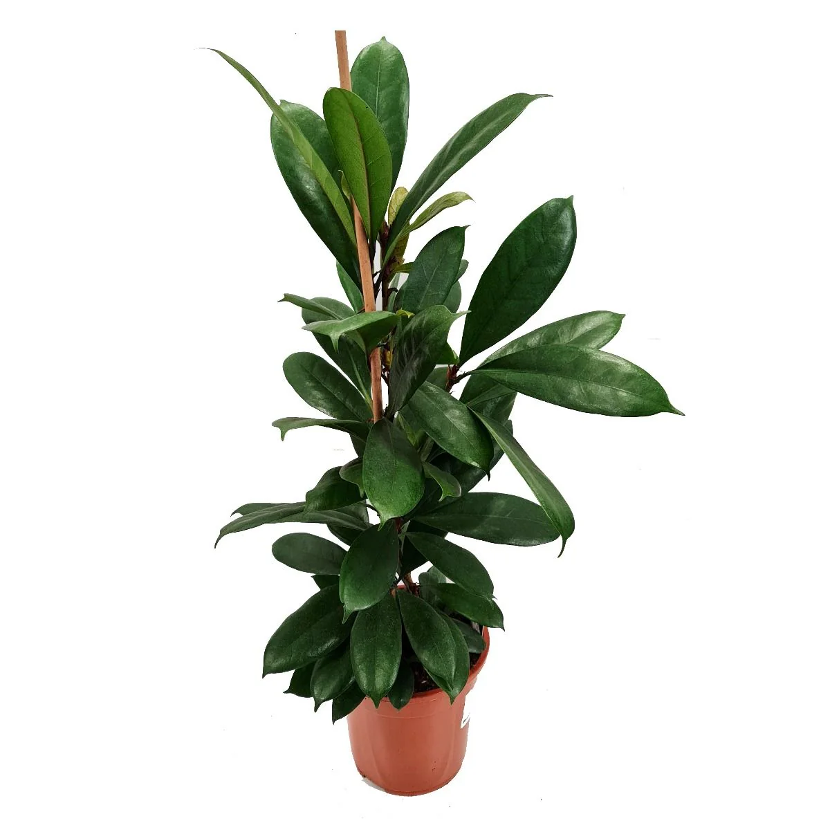 African Fig Tree - Image 4