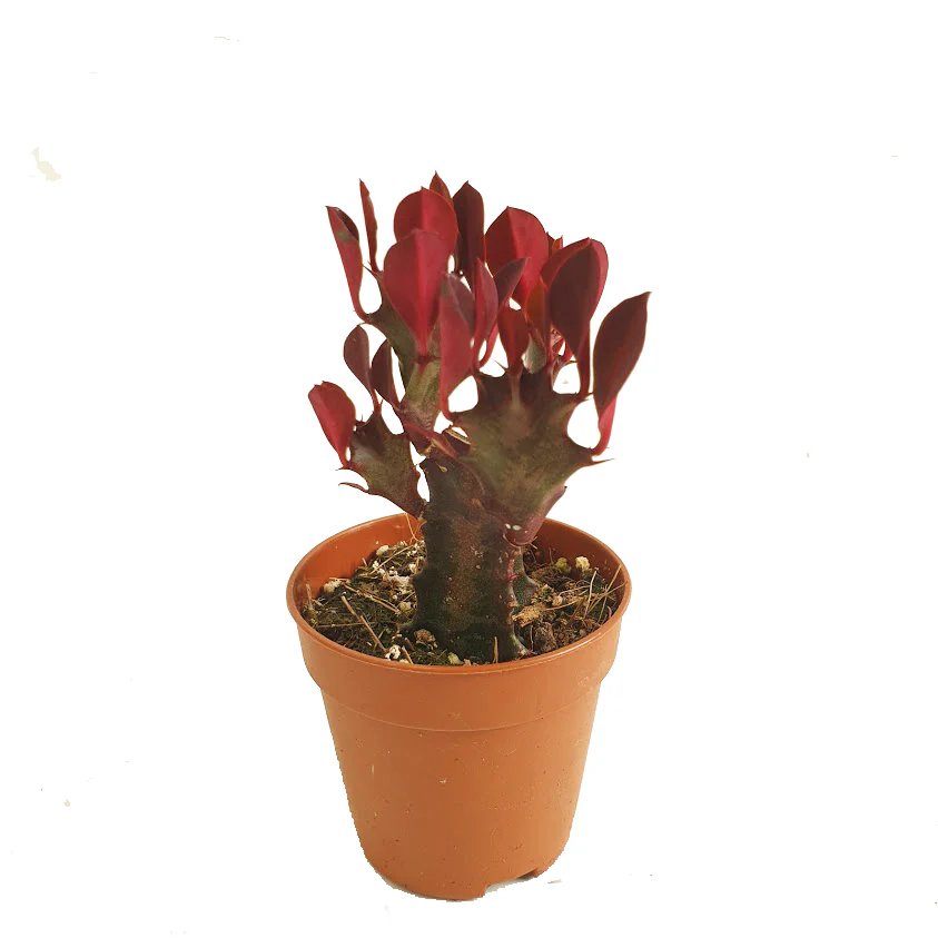 African Milk Tree | Red - Image 6