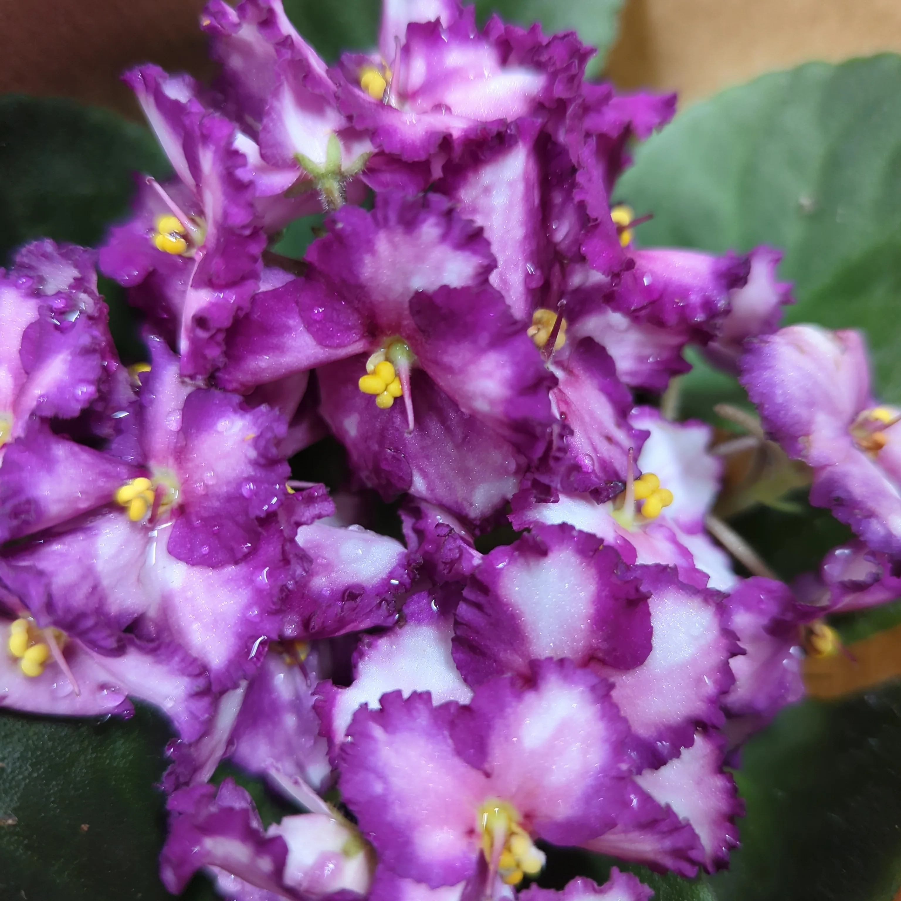 African Violet | Bicolor Maroon - Image 3
