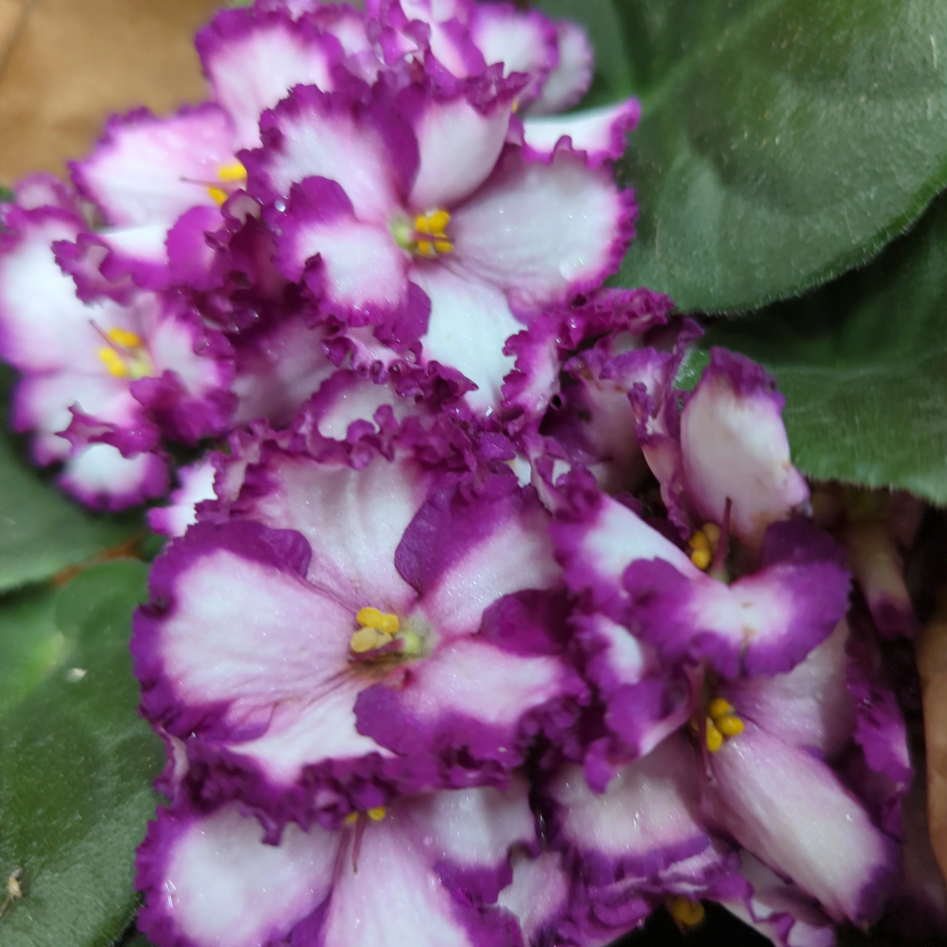 African Violet | Bicolor Maroon - Image 4