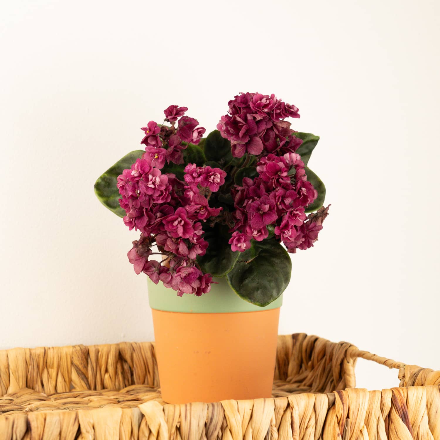 African Violet | Double Maroon