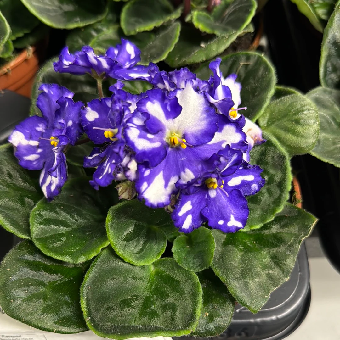 African Violet | Fleck Purple
