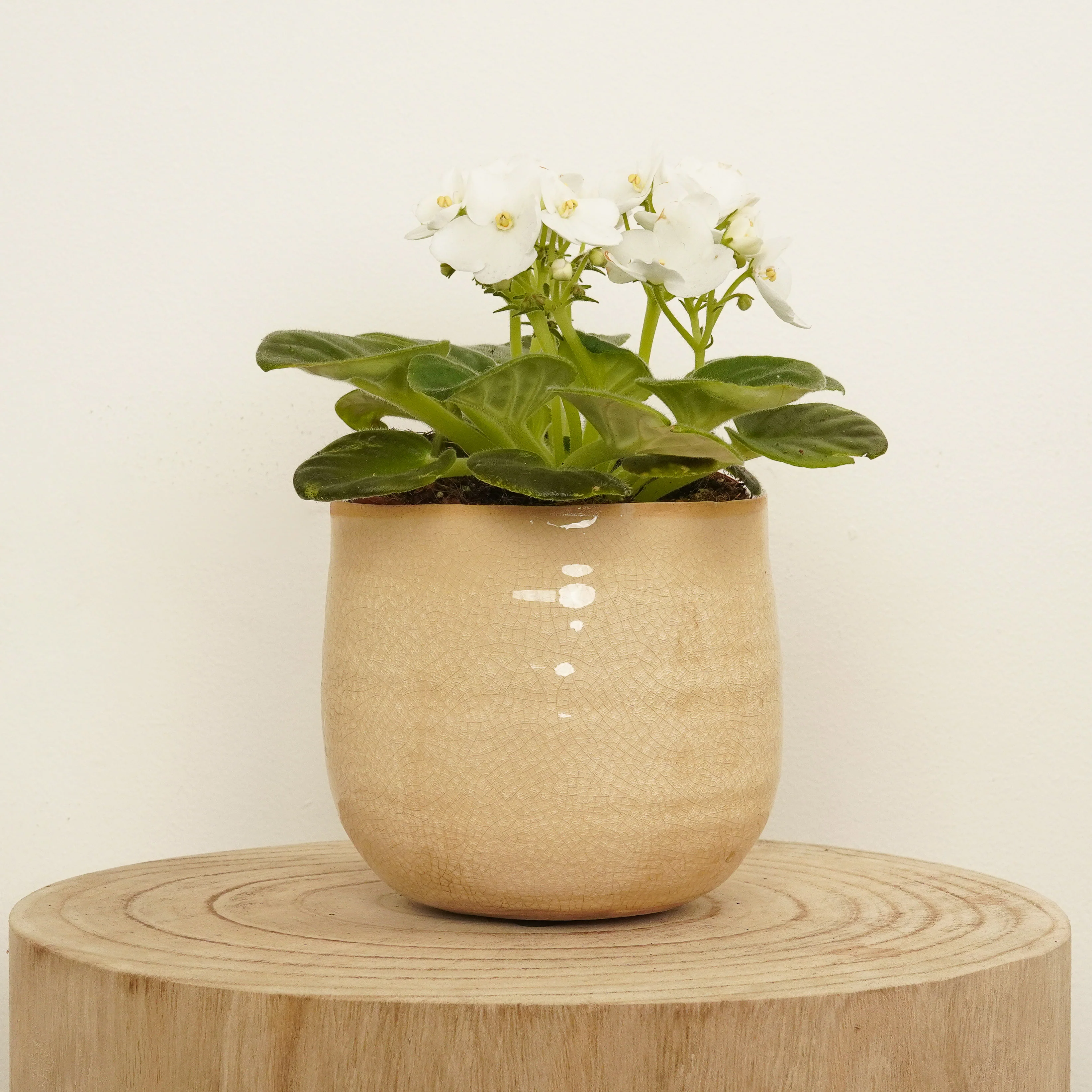 African Violet | White
