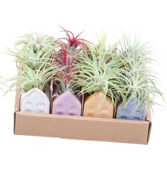 Air Plant Dutch House | Tillandsia - Image 4