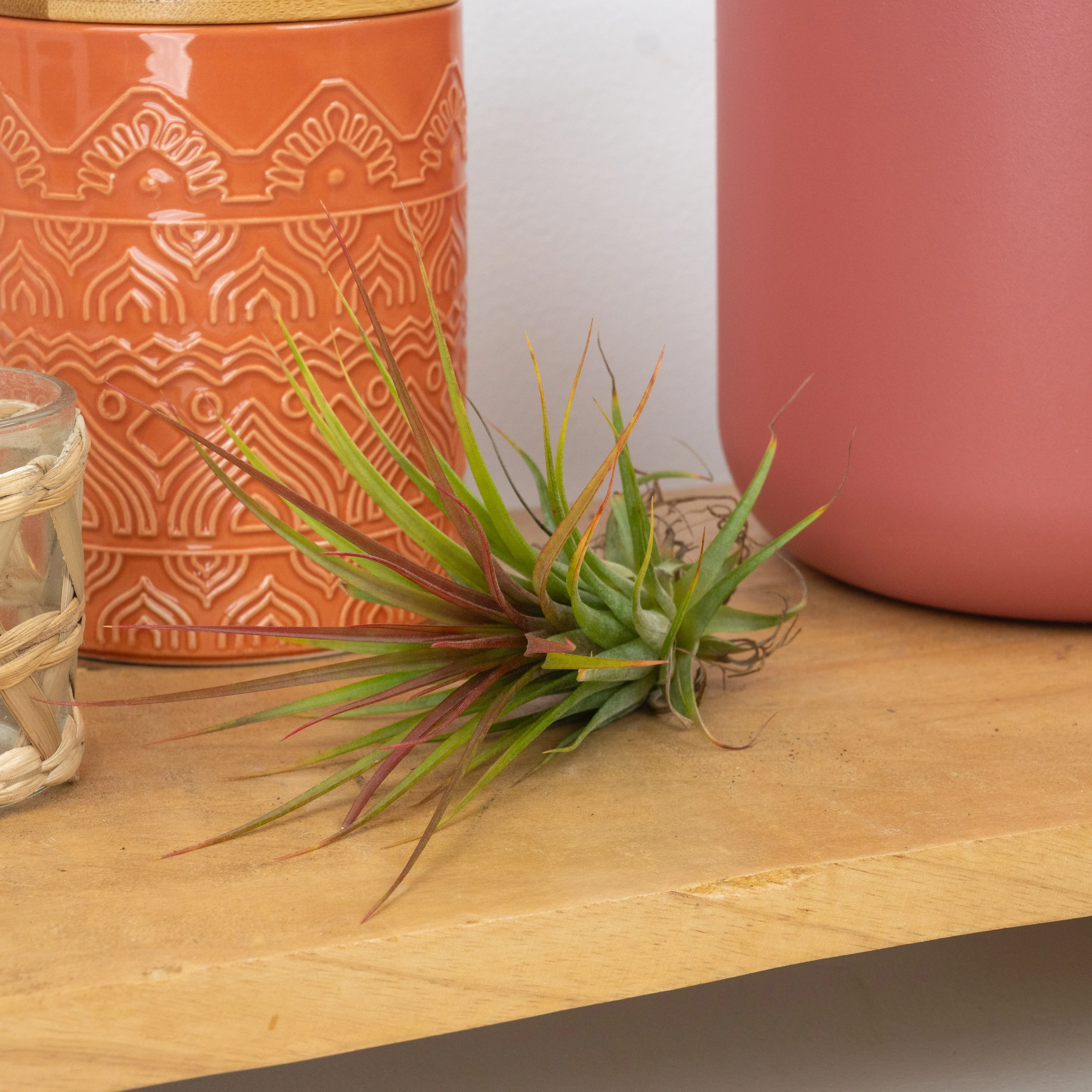 Air Plant | Rainforest Red