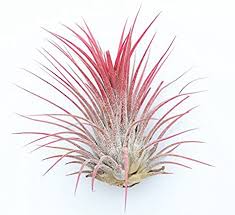 Air Plant | Red - Image 3
