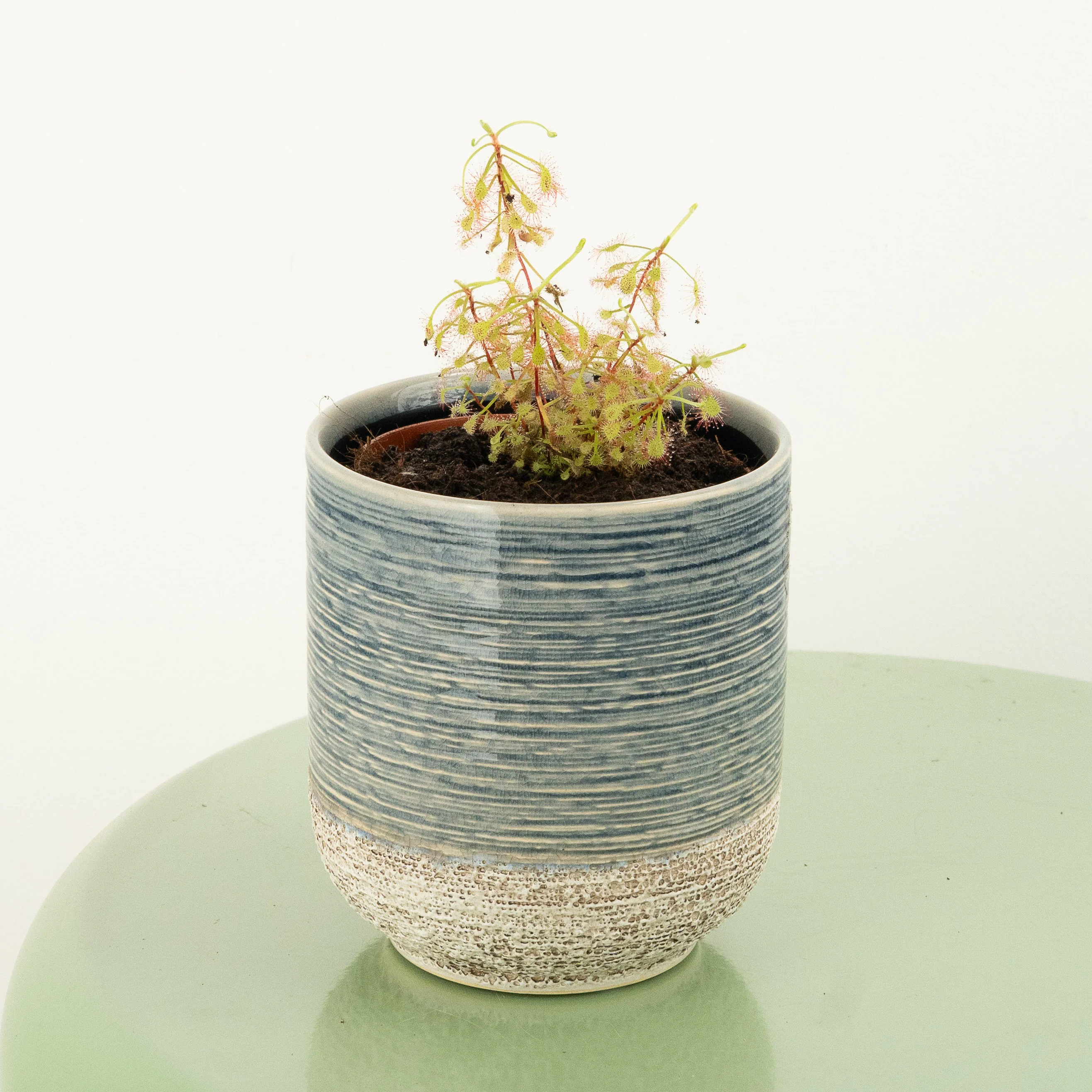 Alice Sundew | Mystery Variety! - Image 2