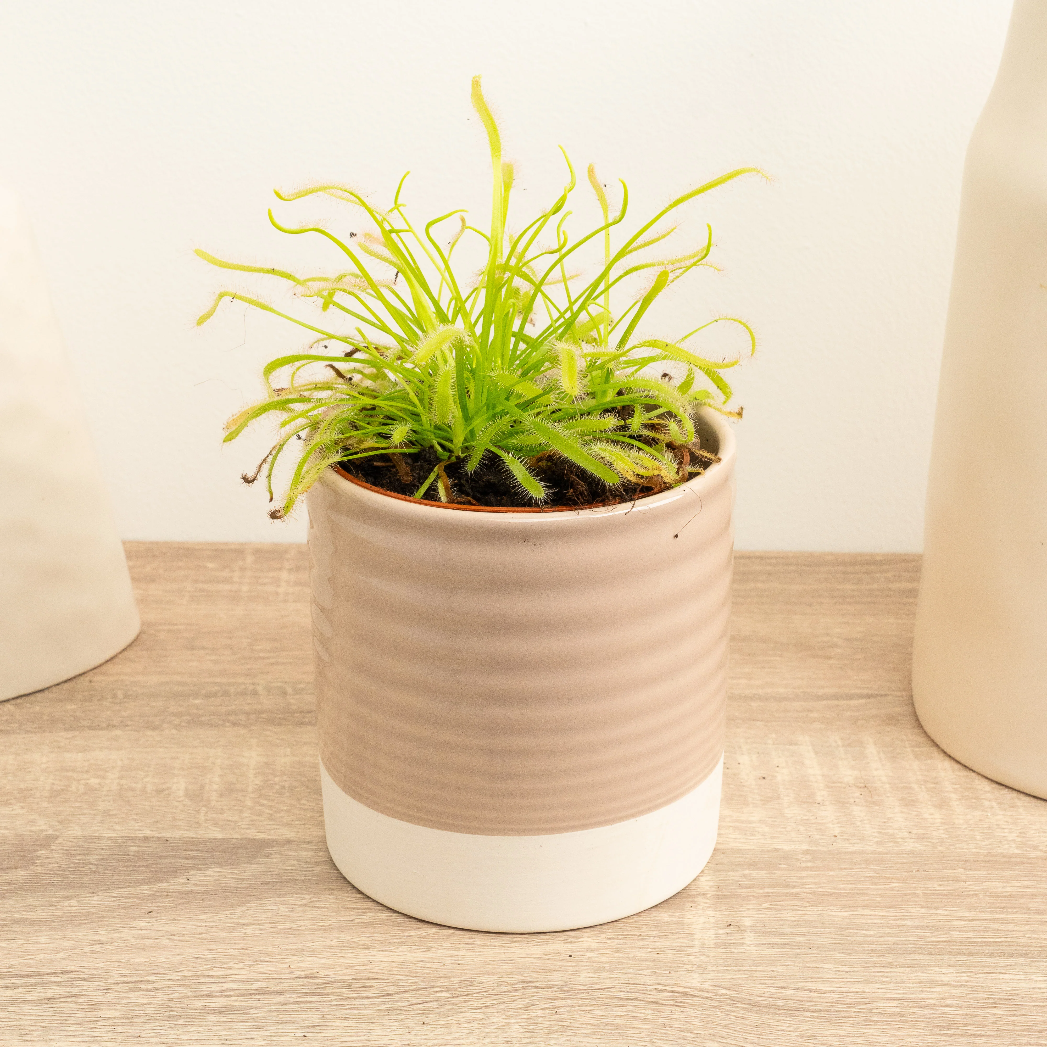 Alice Sundew | Mystery Variety! - Image 4