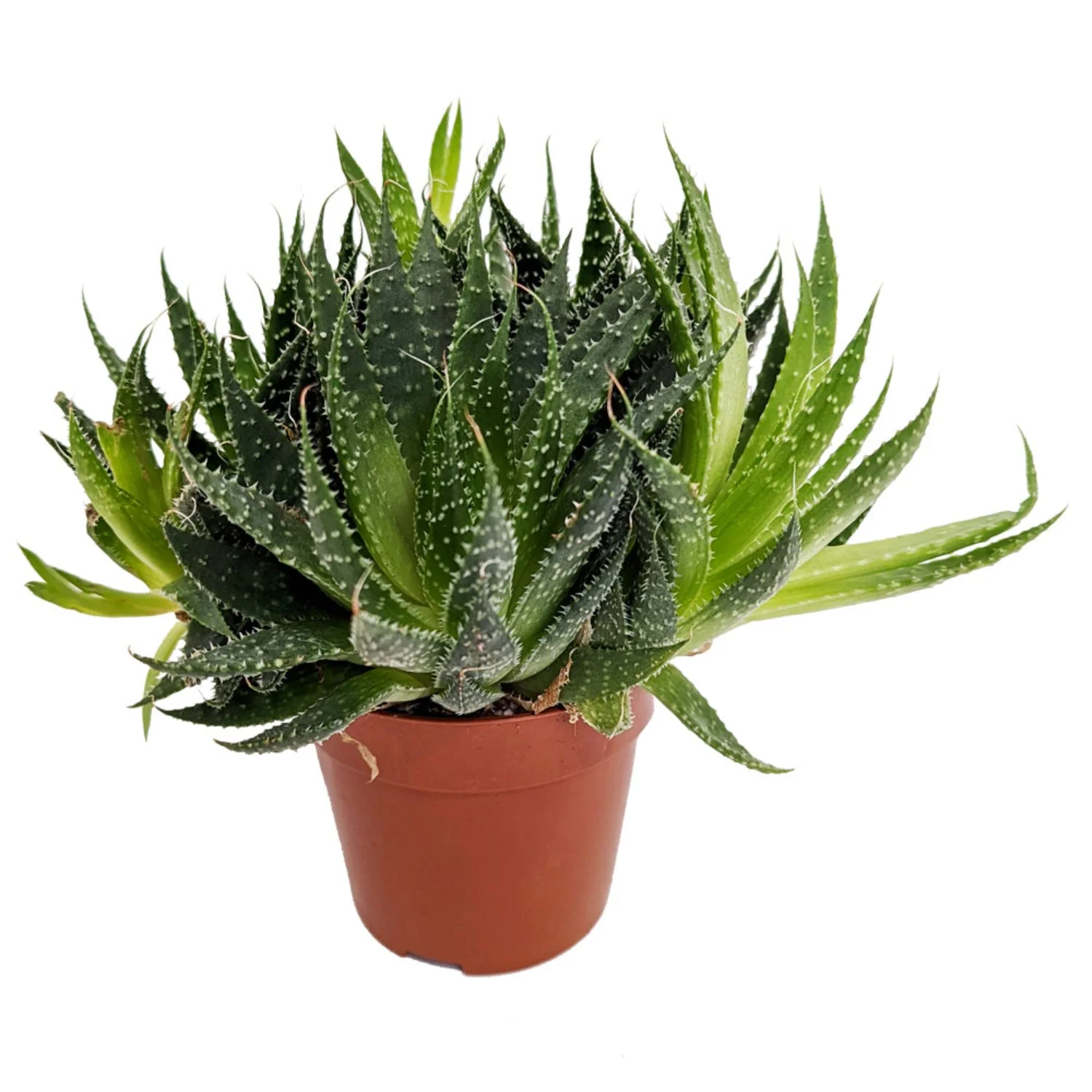 Lace Aloe | Aristata - Image 2