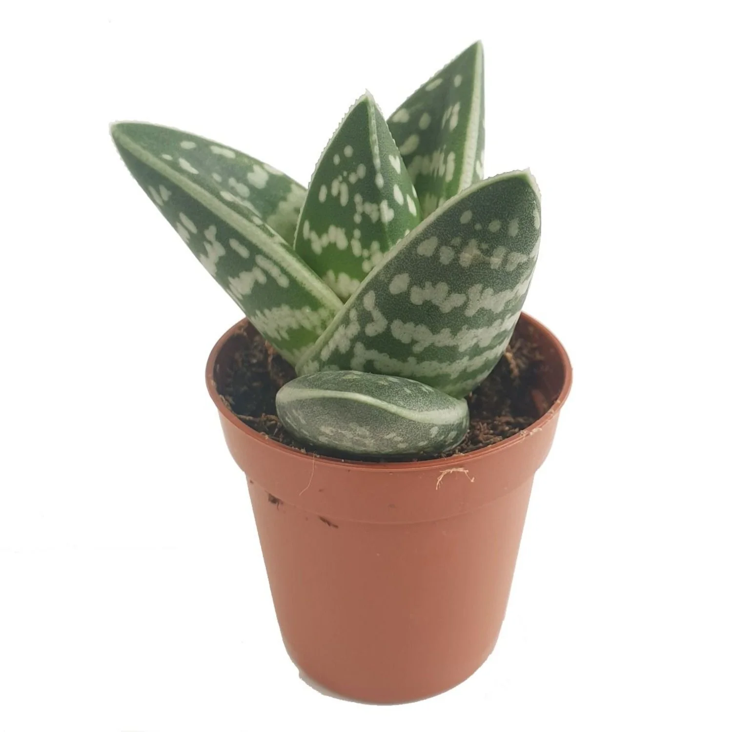 Aloe Vera | Tiger - Image 2