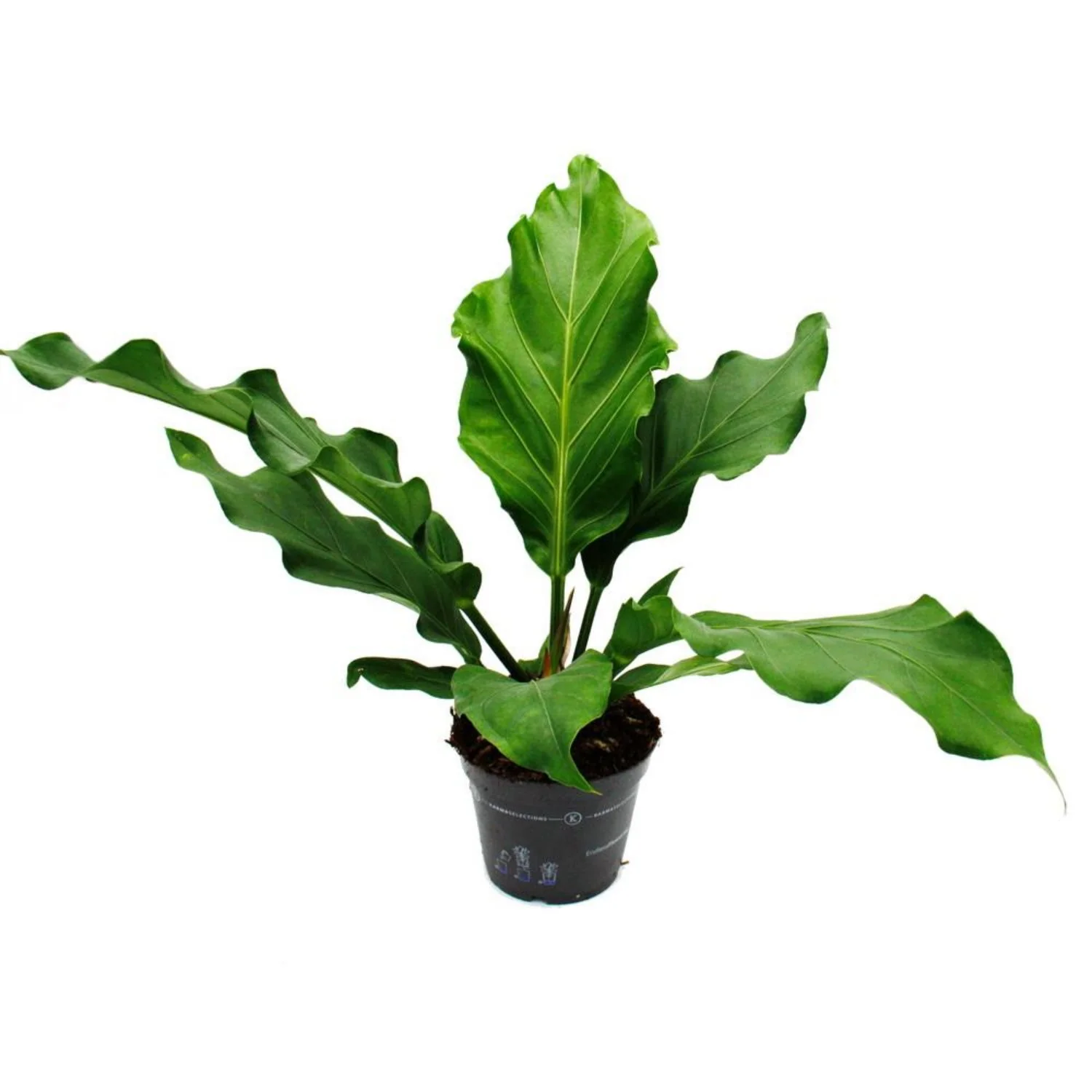 Anthurium | Bird Nest - Image 2