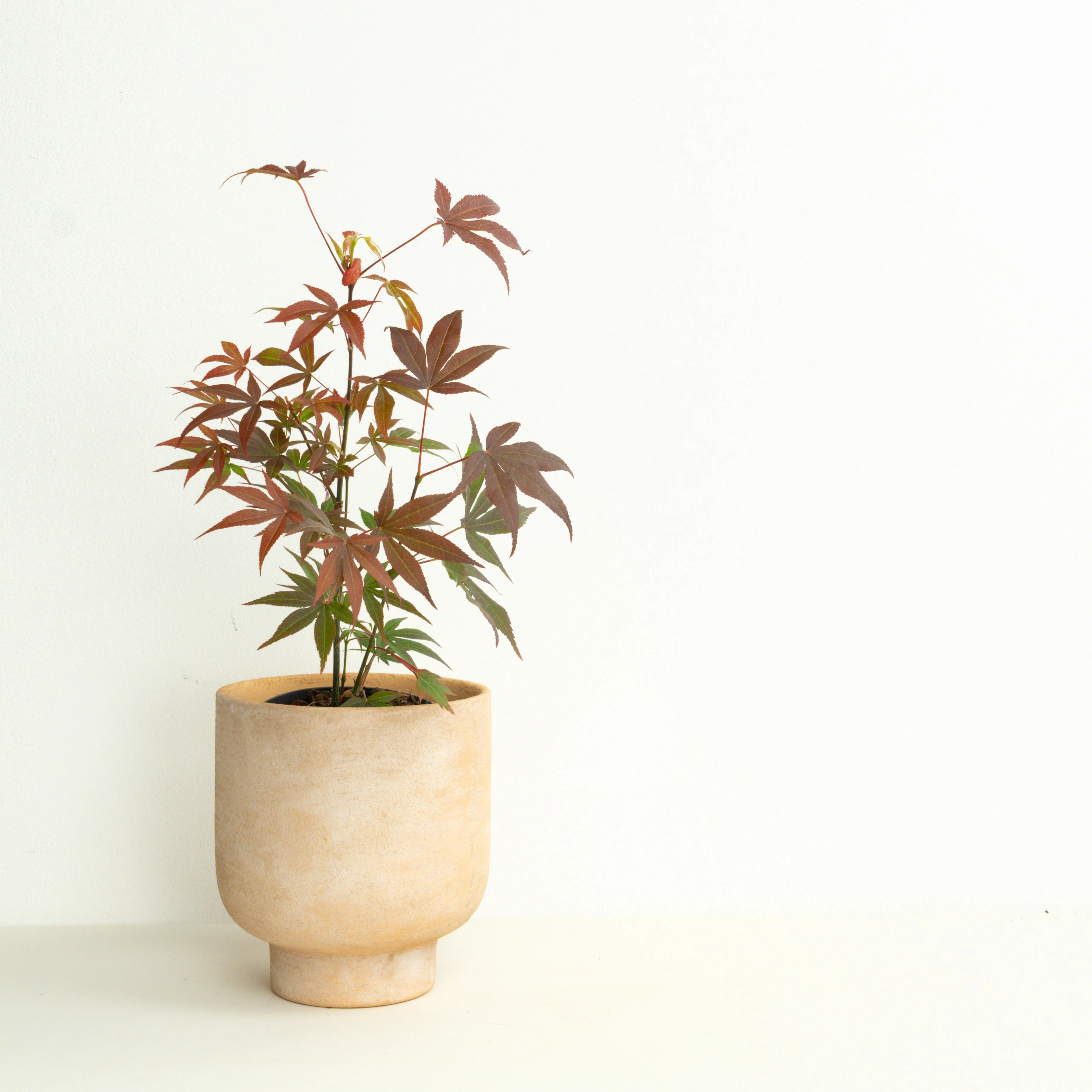 Wild Geometry | Garden Bundle - Image 3