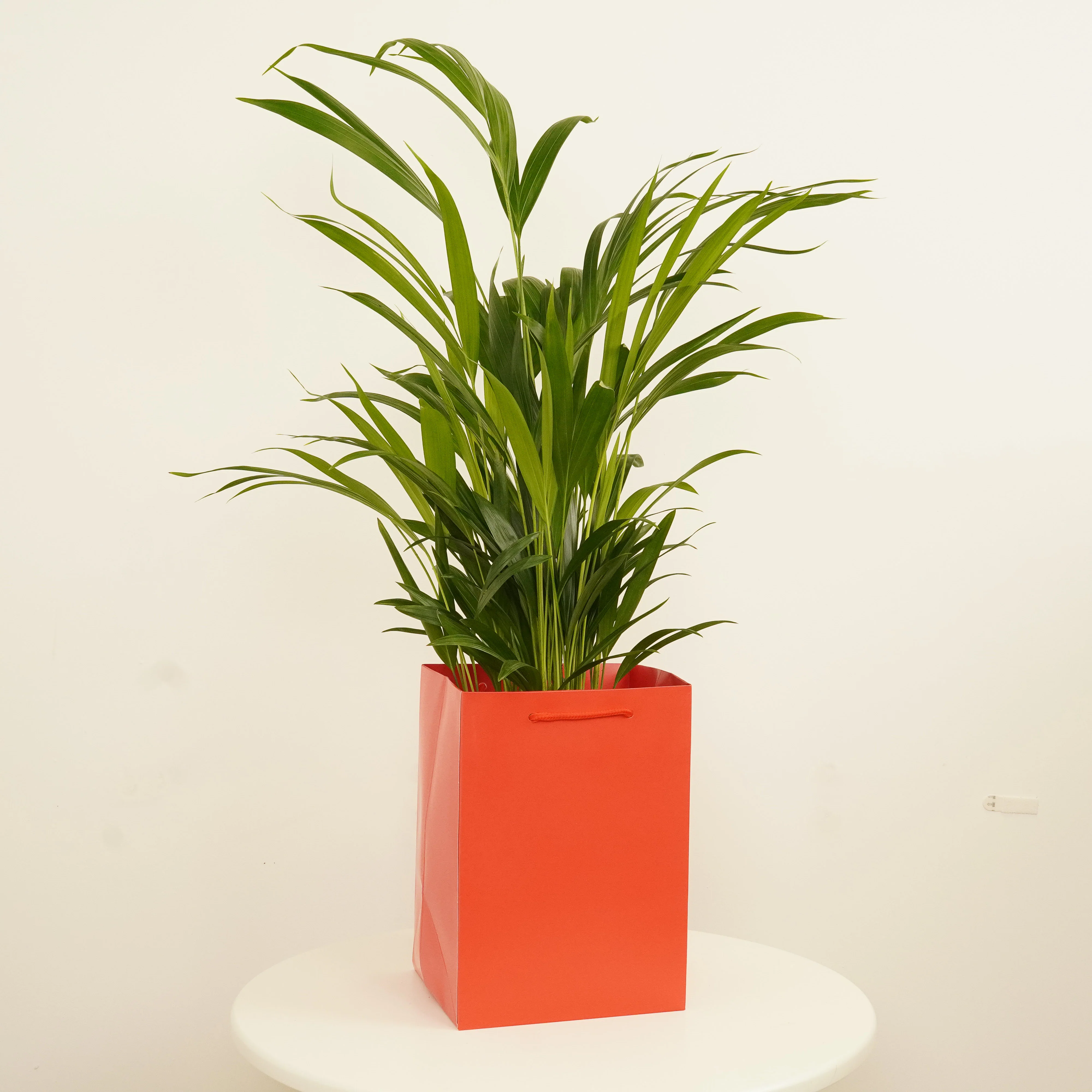 Areca Palm - Image 5