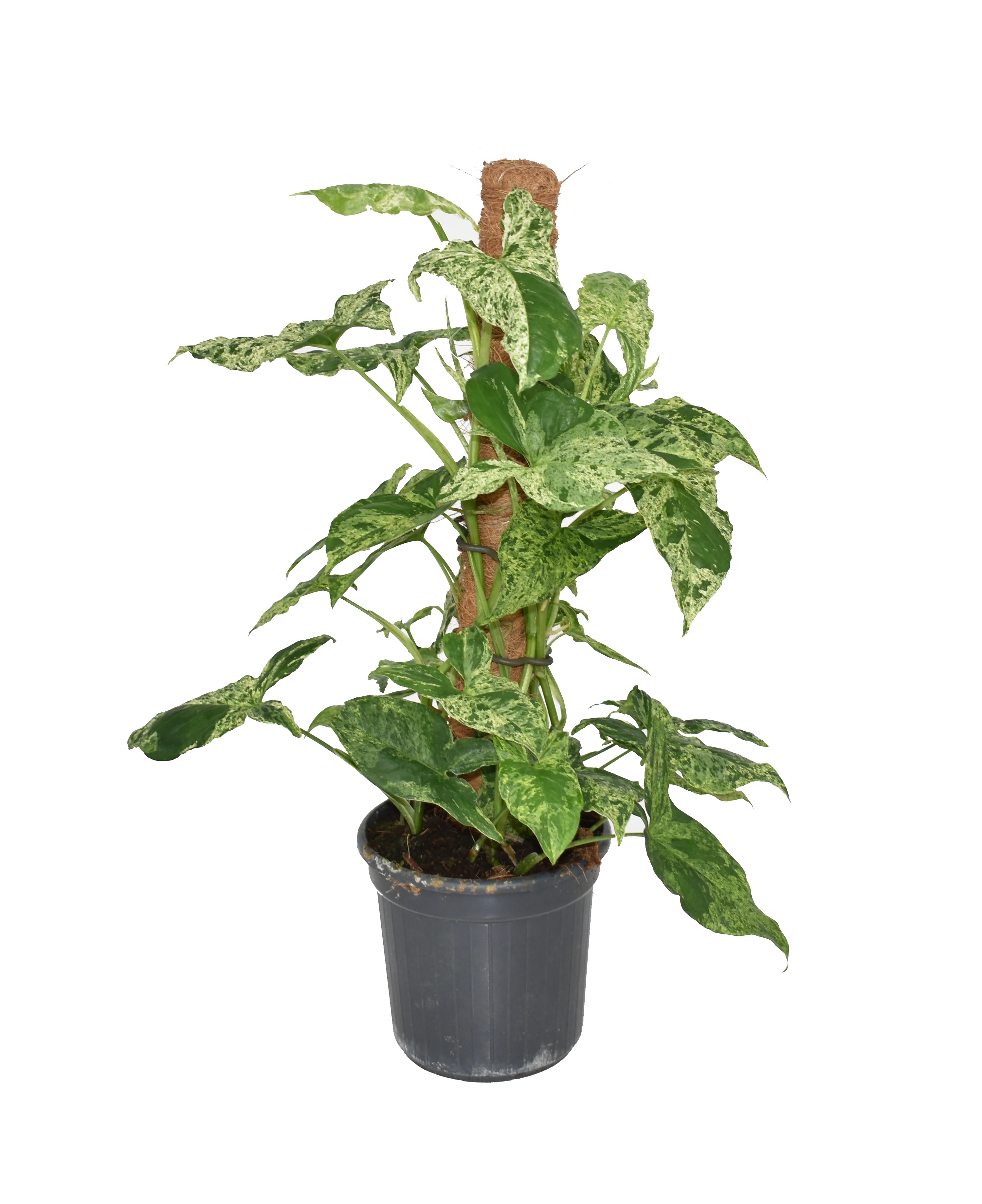 Arrowhead Vine | Mottled Mojito | Rare Plant - Image 7
