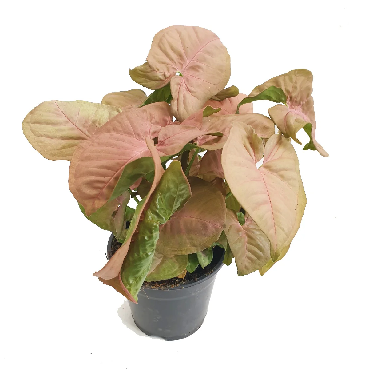 Pink Arrowhead Vine | Hard To Find - Image 3