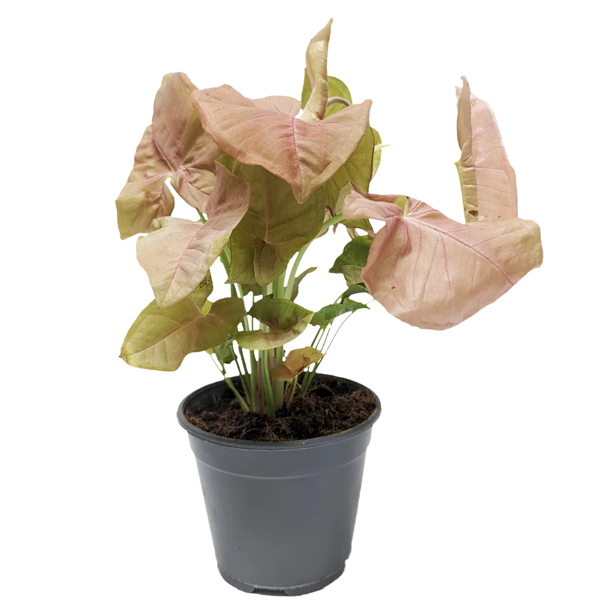 Pink Arrowhead Vine | Hard To Find - Image 4