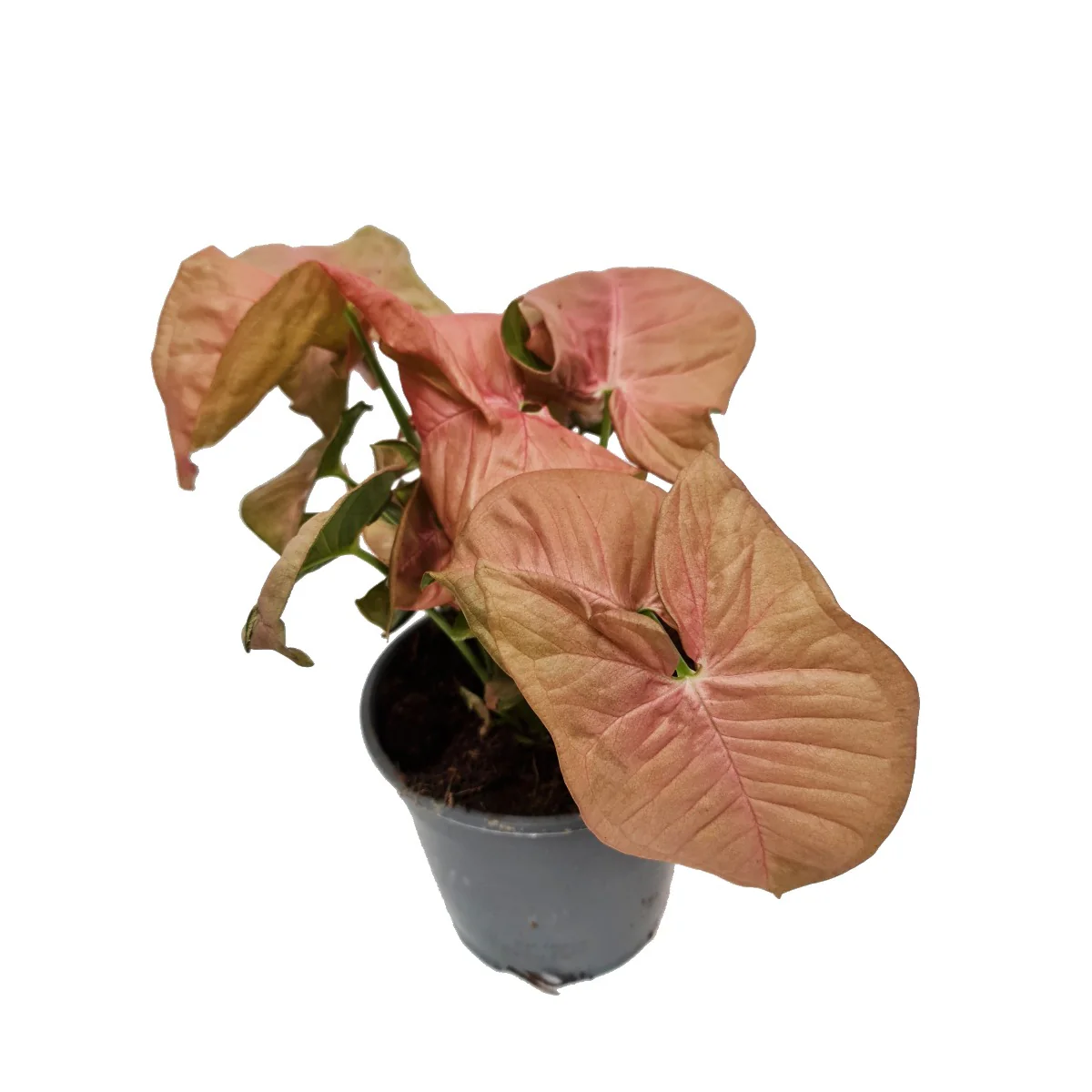 Pink Arrowhead Vine | Hard To Find - Image 5