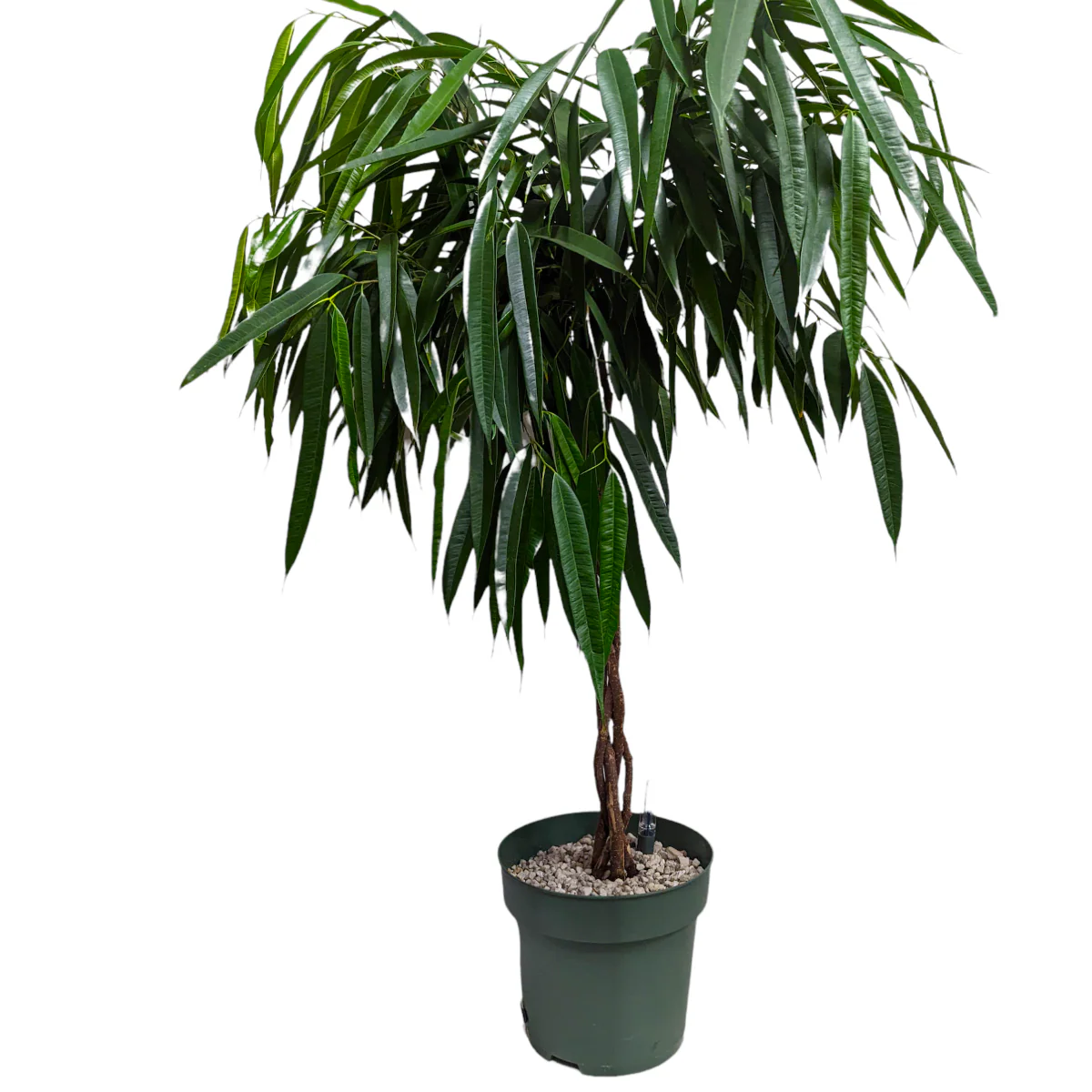 Ficus Alli - Image 3