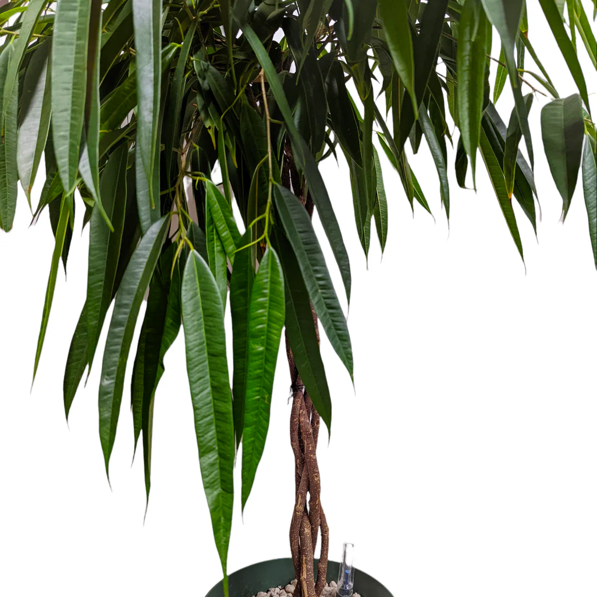 Ficus Alli - Image 4