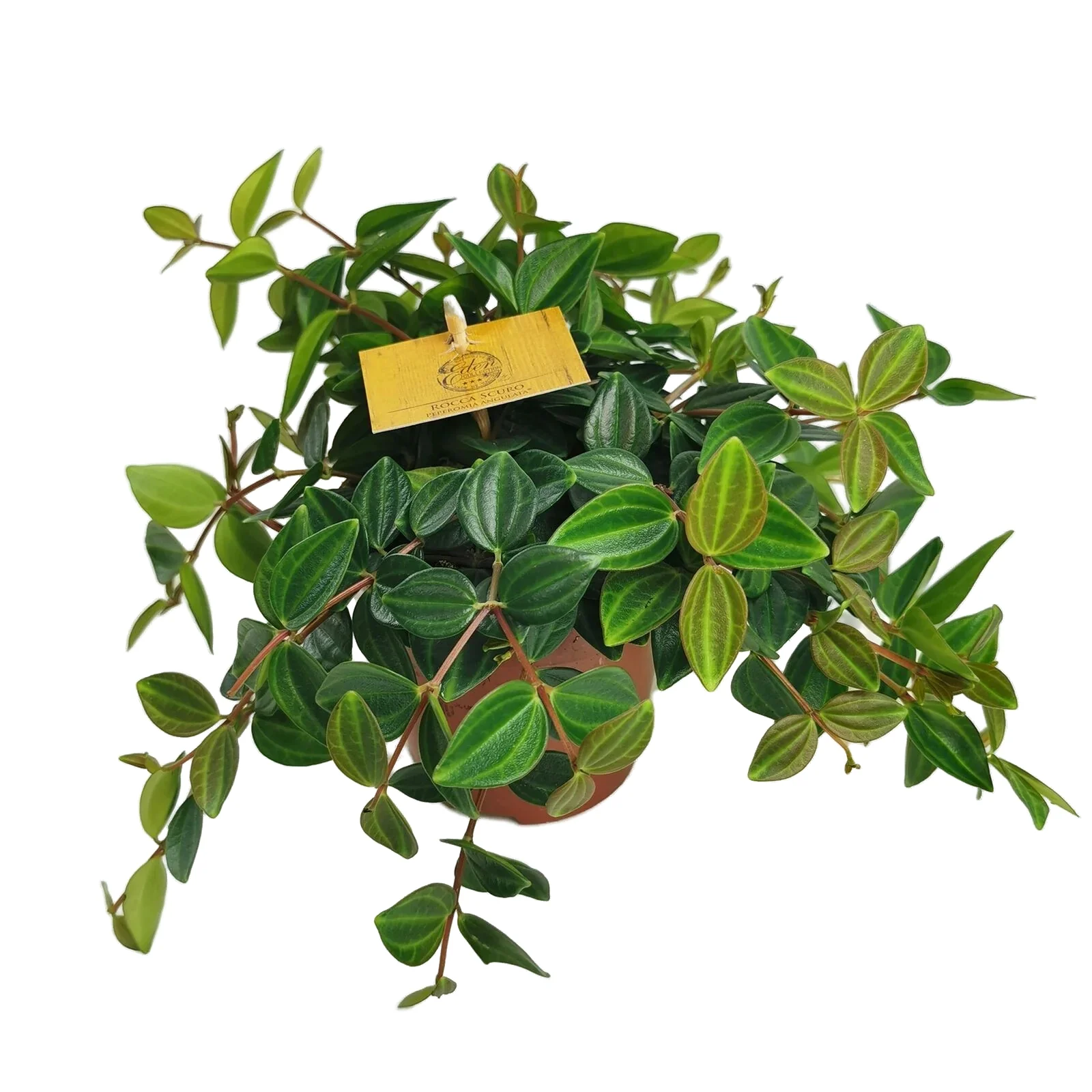 Beetle Peperomia | Hard To Find - Image 2