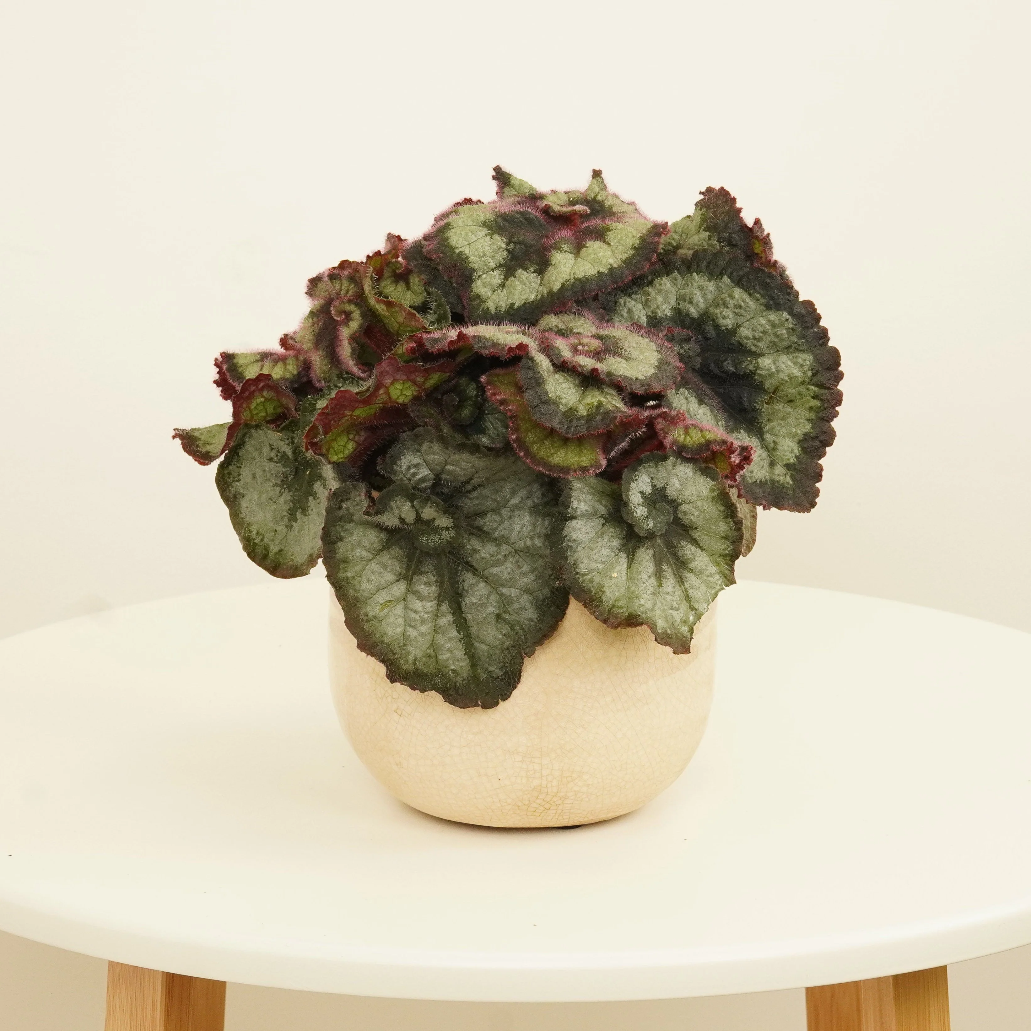 Begonia | Escargot - Image 2