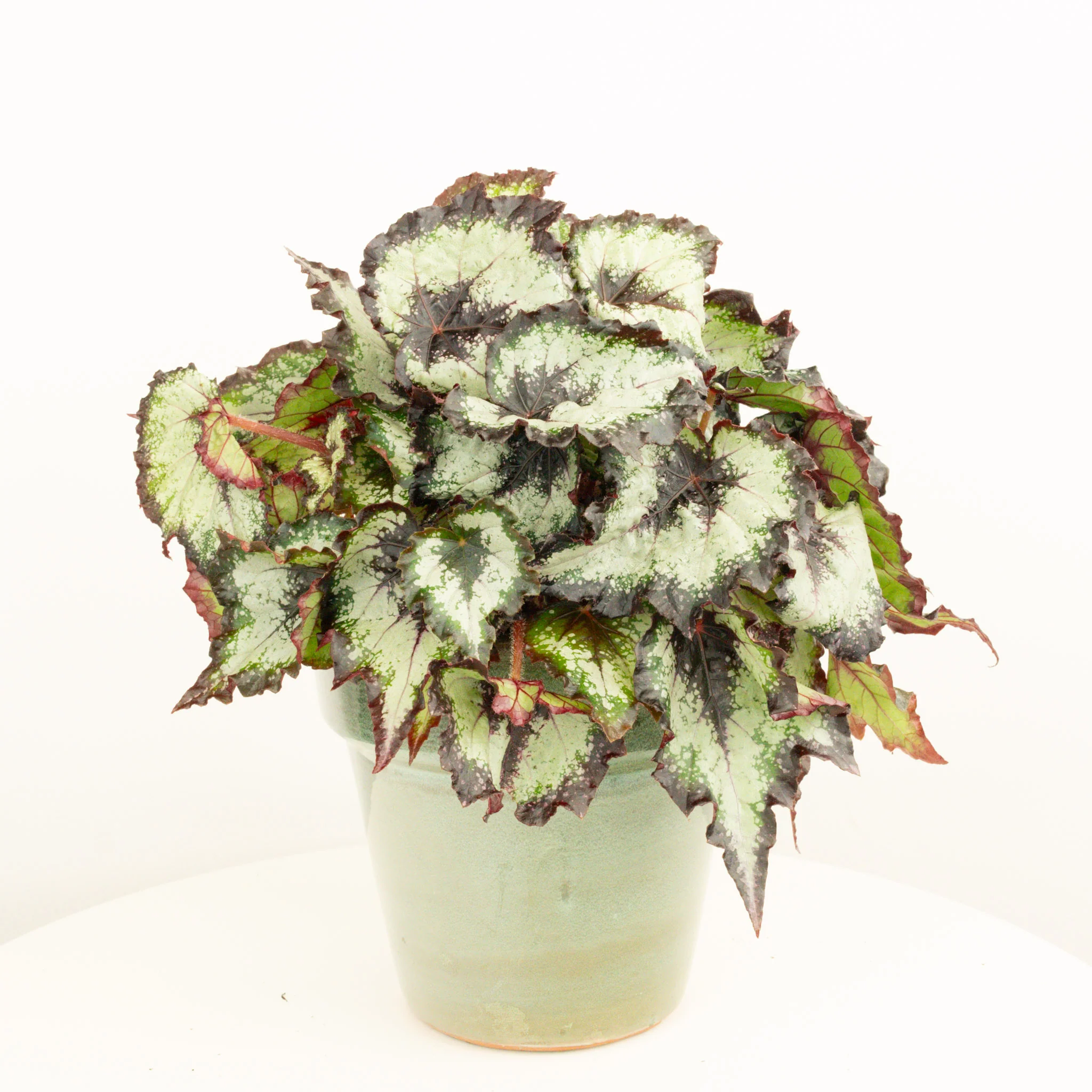 Begonia | Green Valley