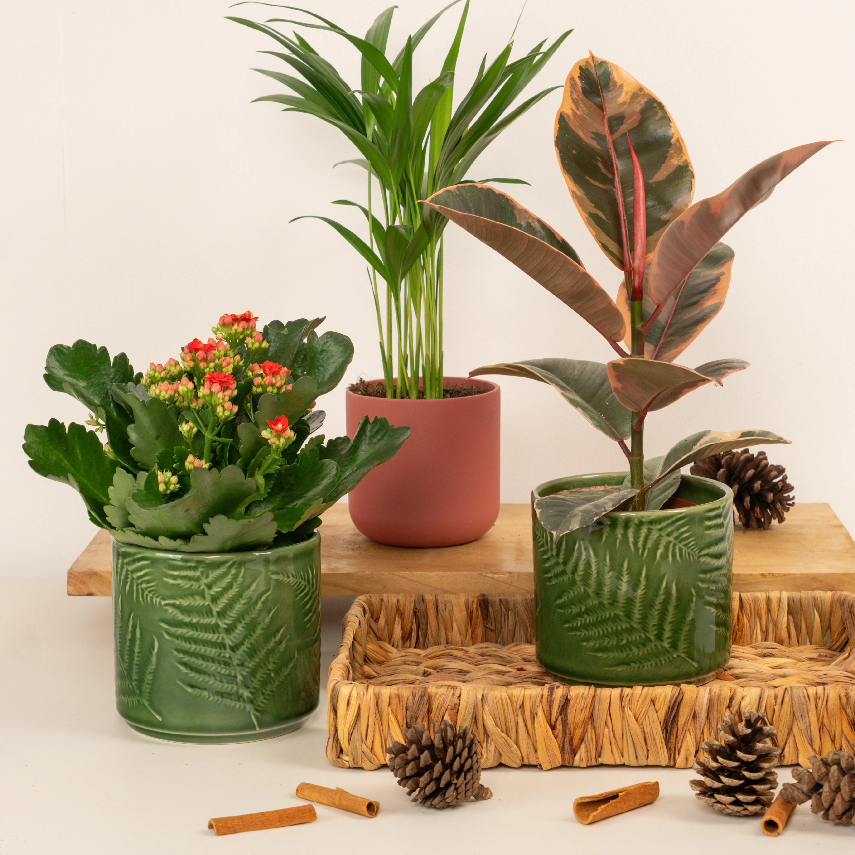 Belize In Magic | Plant Bundle