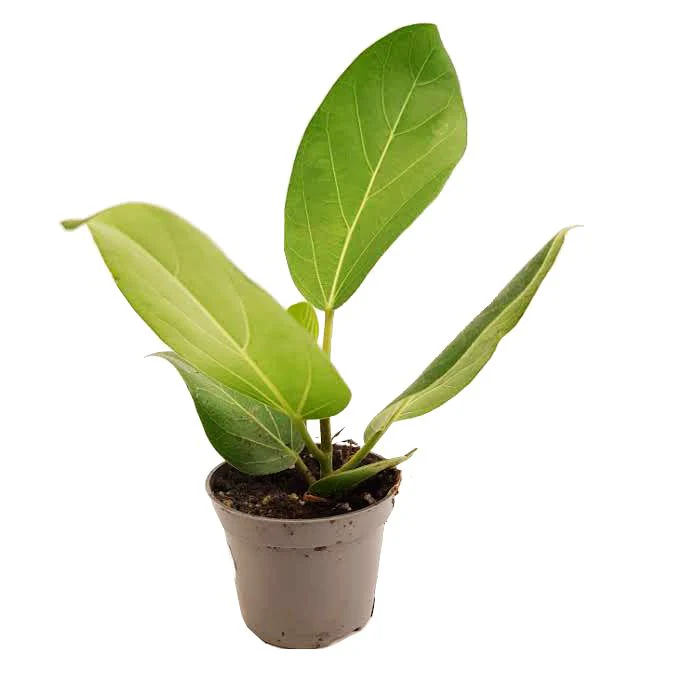 Bengal Fig | Audrey - Image 3
