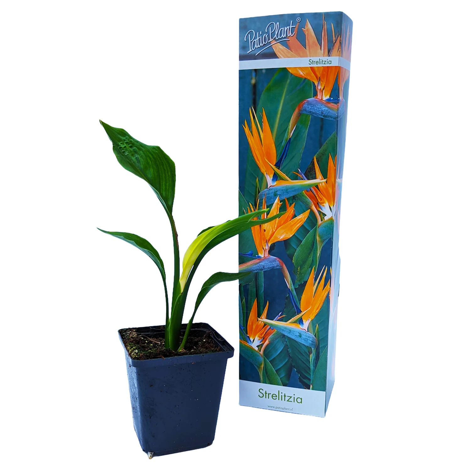 Bird Of Paradise - Image 3