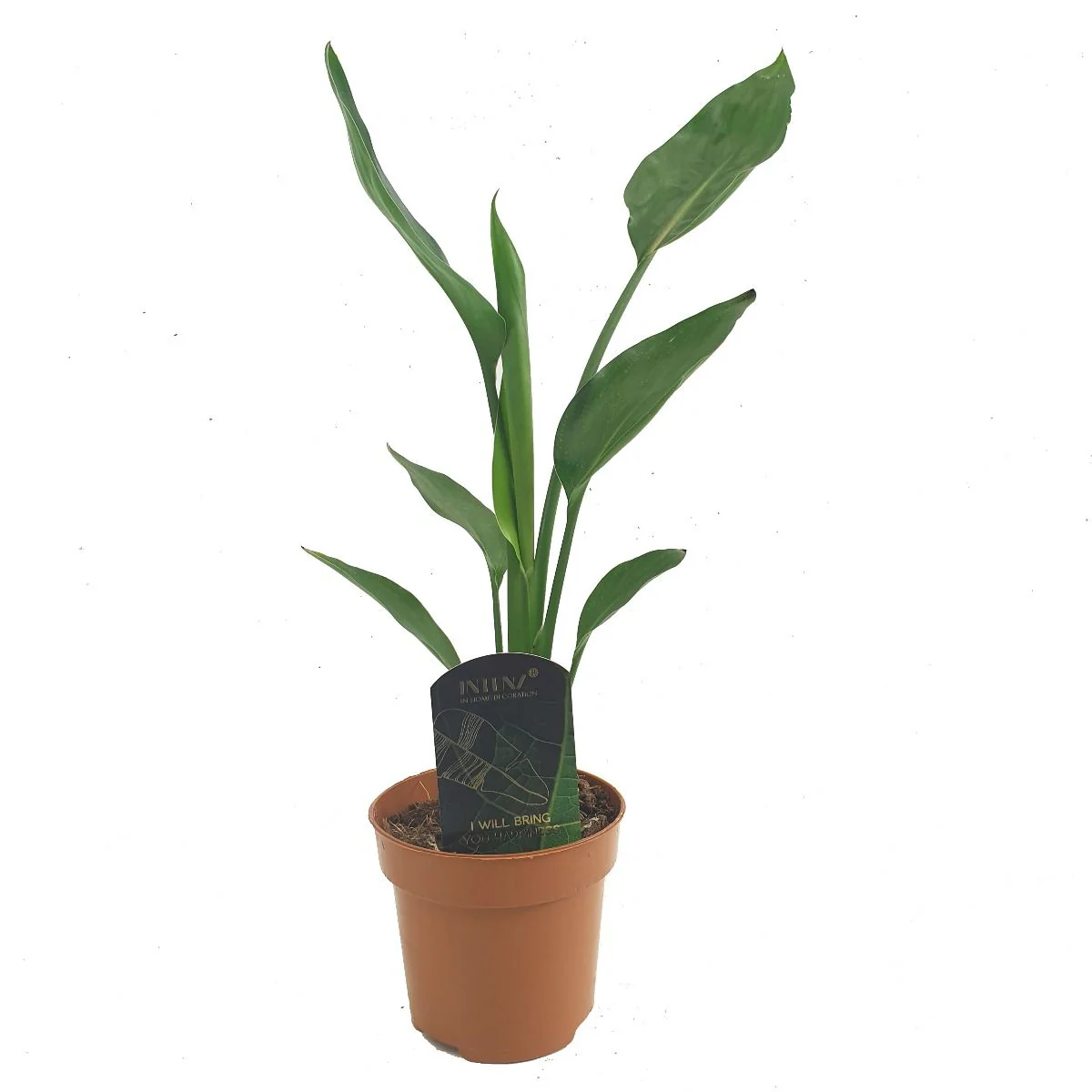 Bird Of Paradise - Image 4