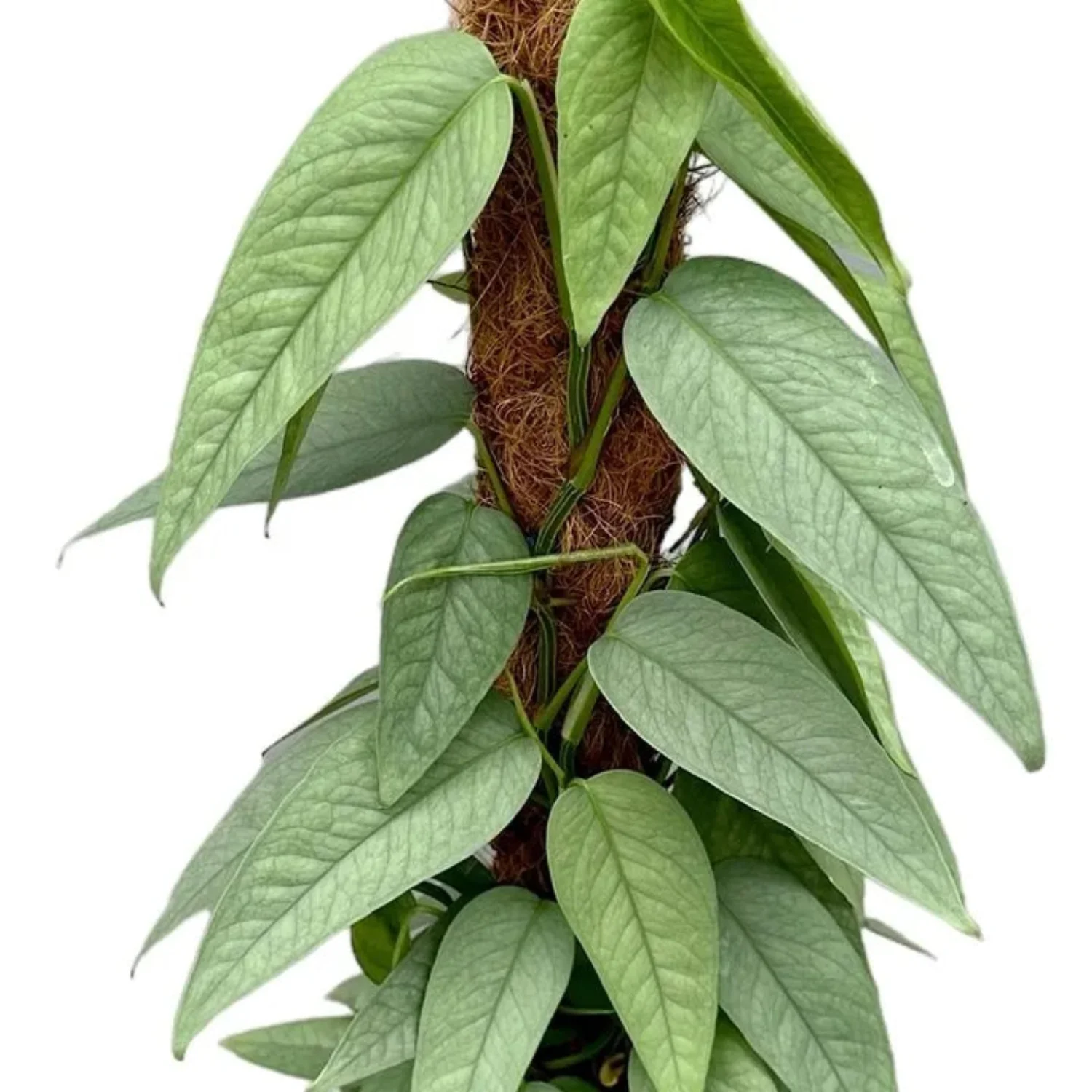 Blue Pothos | Cebu Blue - Image 11