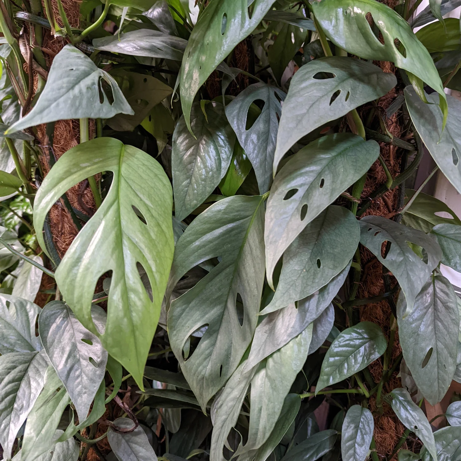 Blue Pothos | Cebu Blue - Image 4