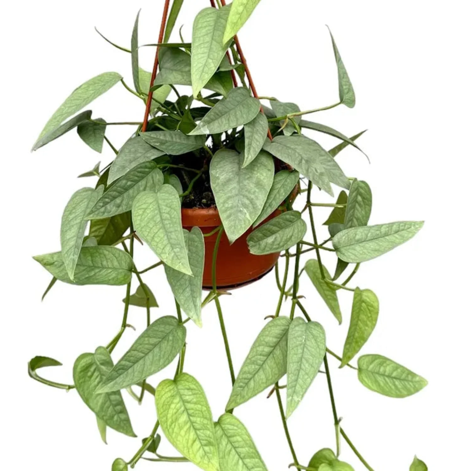 Blue Pothos | Cebu Blue - Image 5