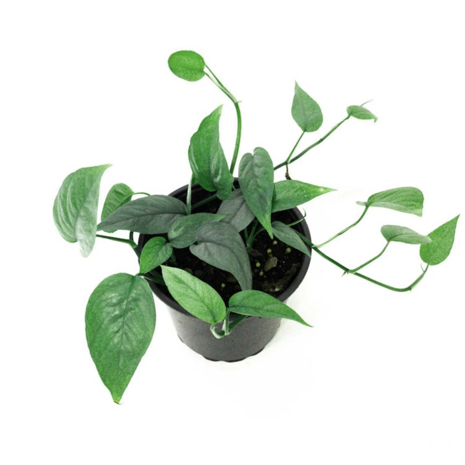 Blue Pothos | Cebu Blue - Image 6