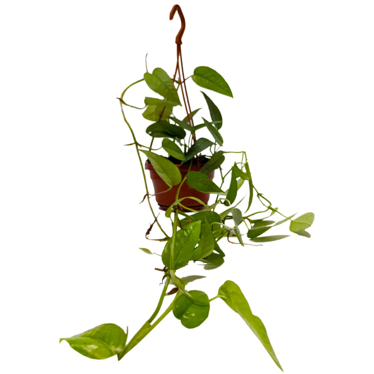 Blue Pothos | Cebu Blue - Image 7