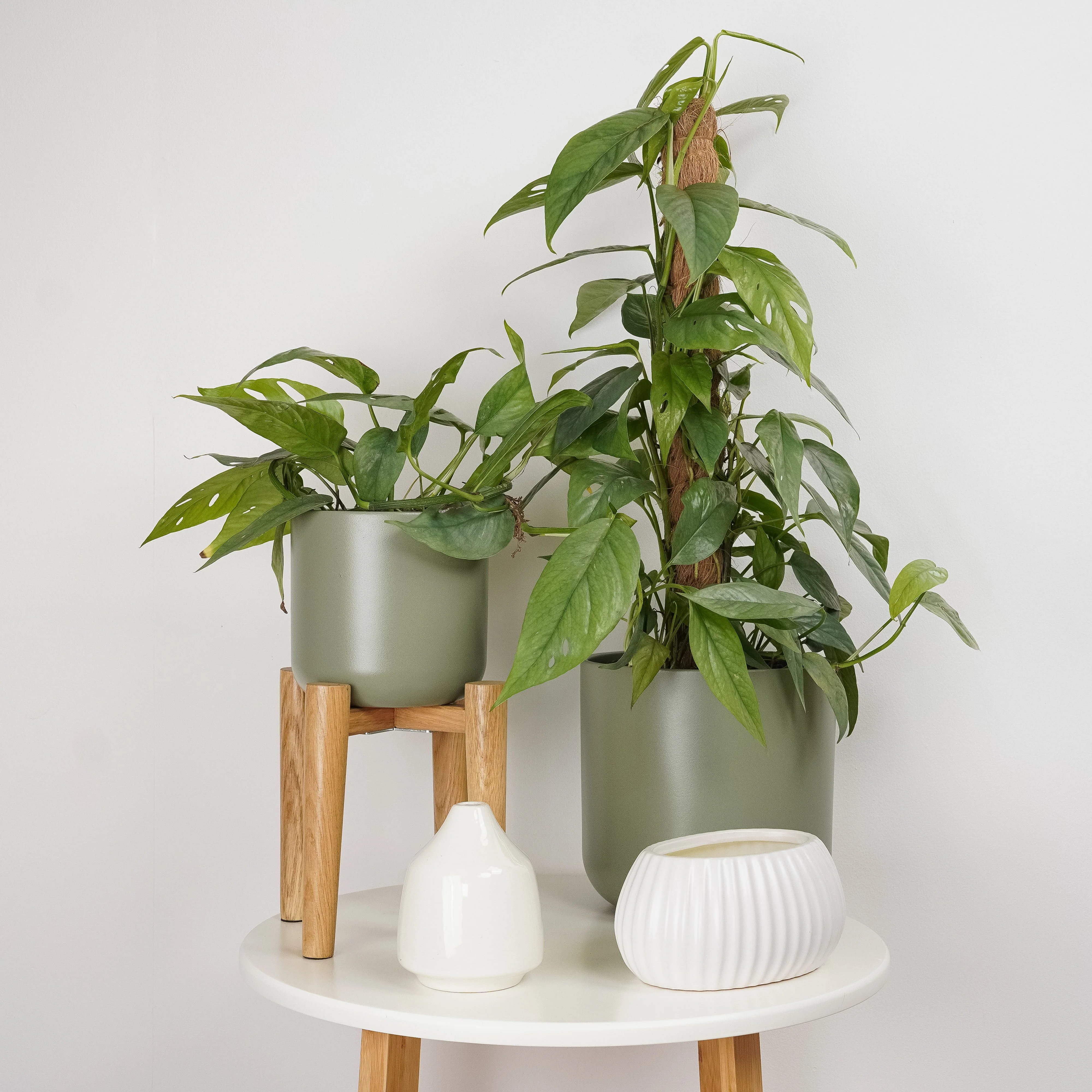 Blue Pothos | Cebu Blue - Image 8