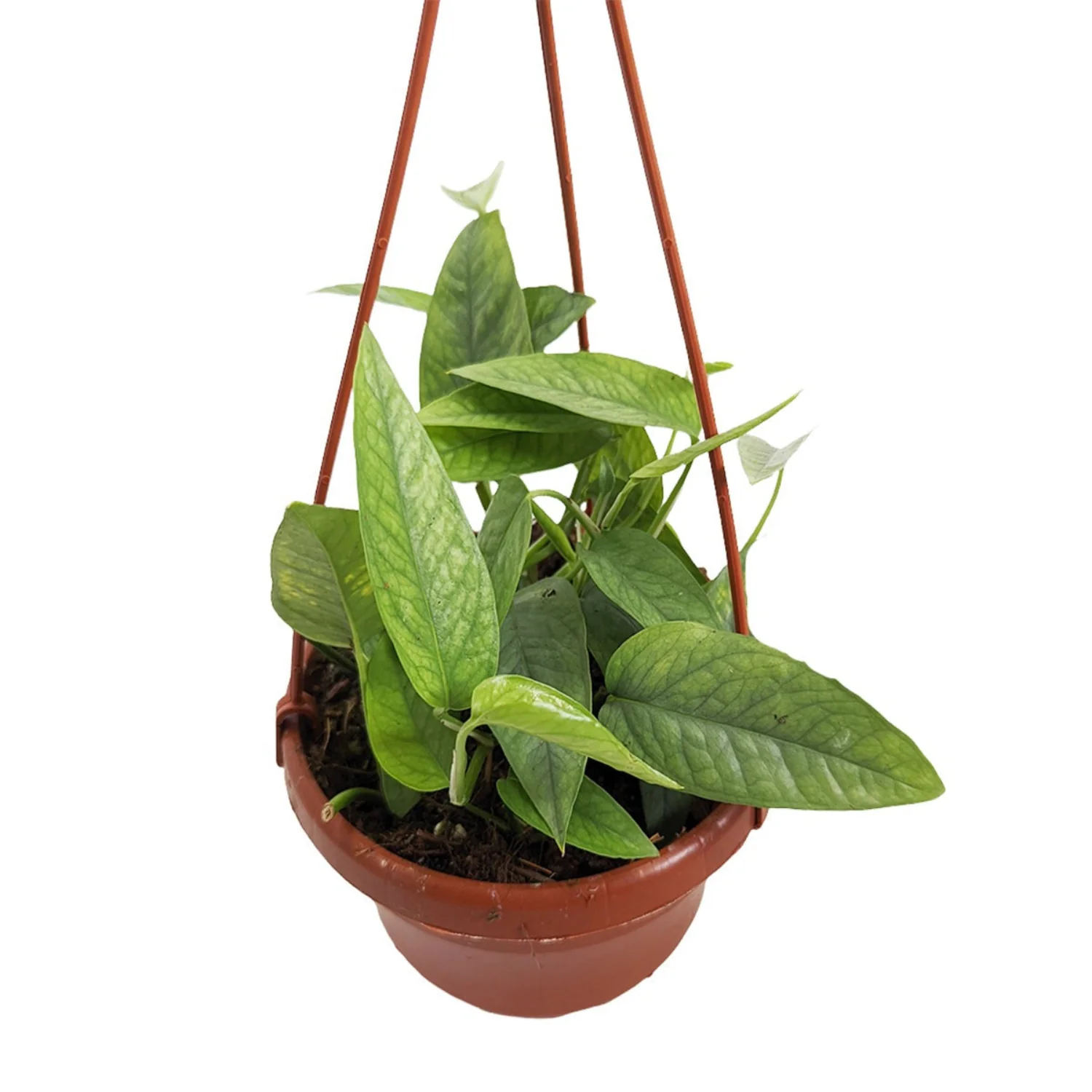 Blue Pothos | Cebu Blue - Image 9