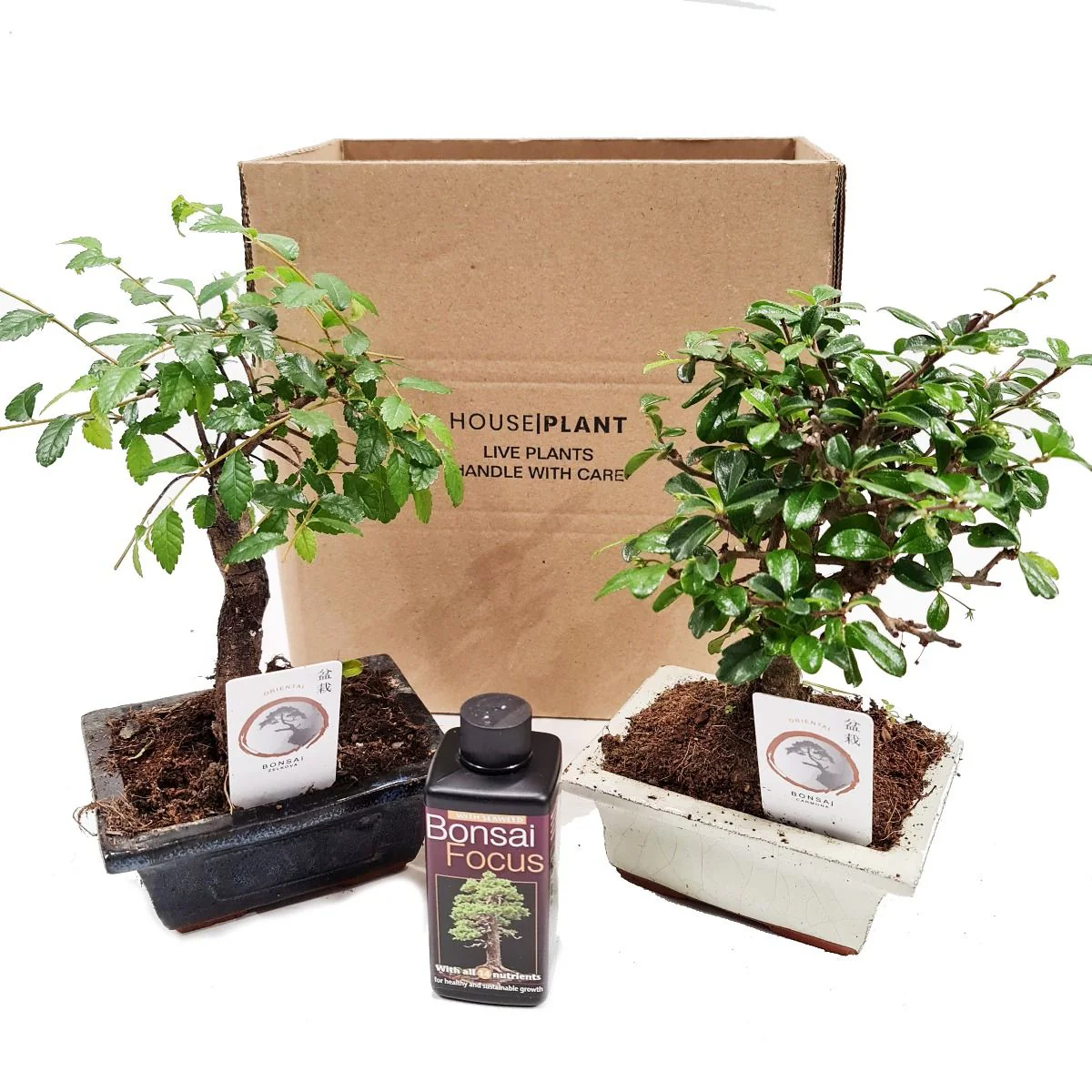 Bonsai | Mystery Box