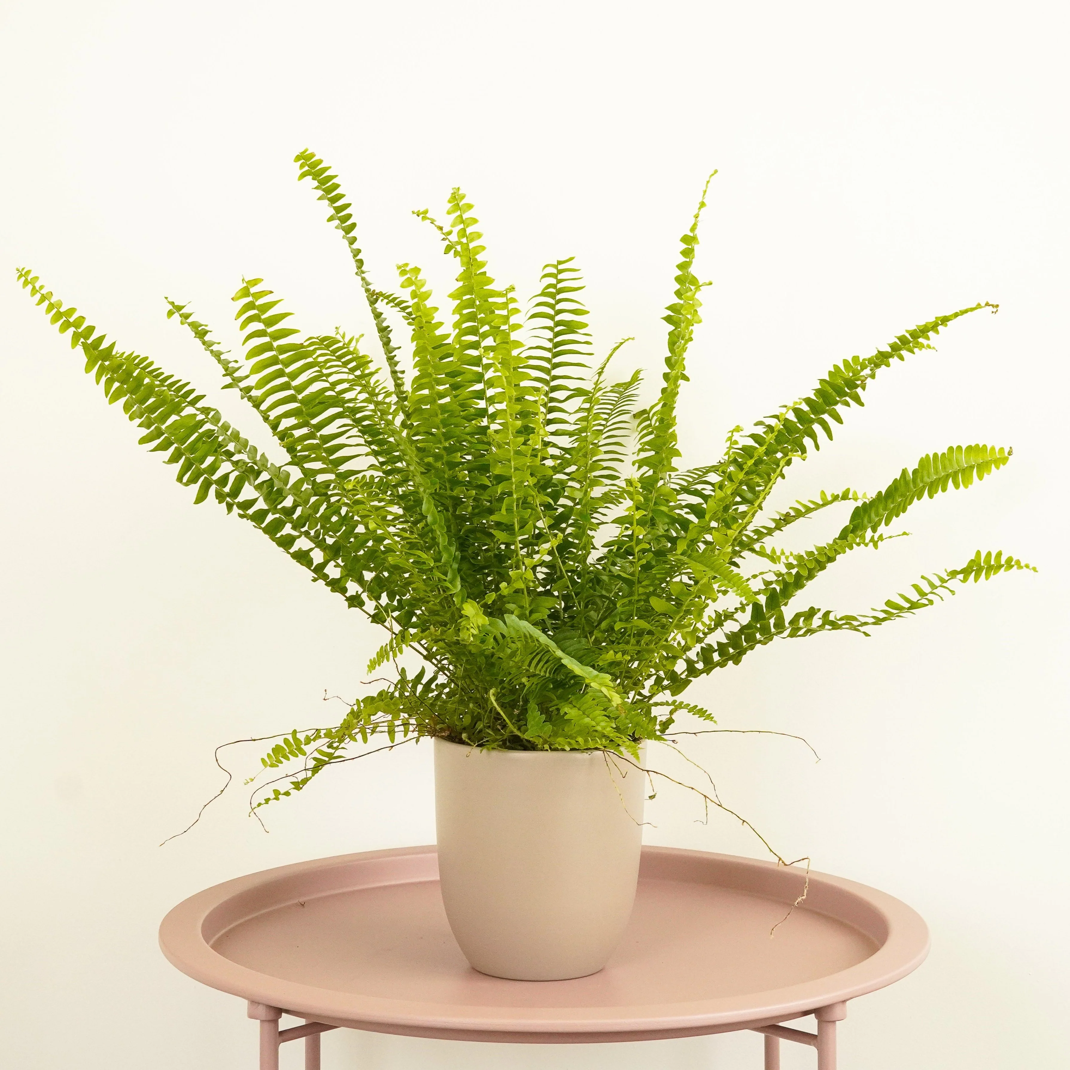 Boston Fern | Green Fantasy