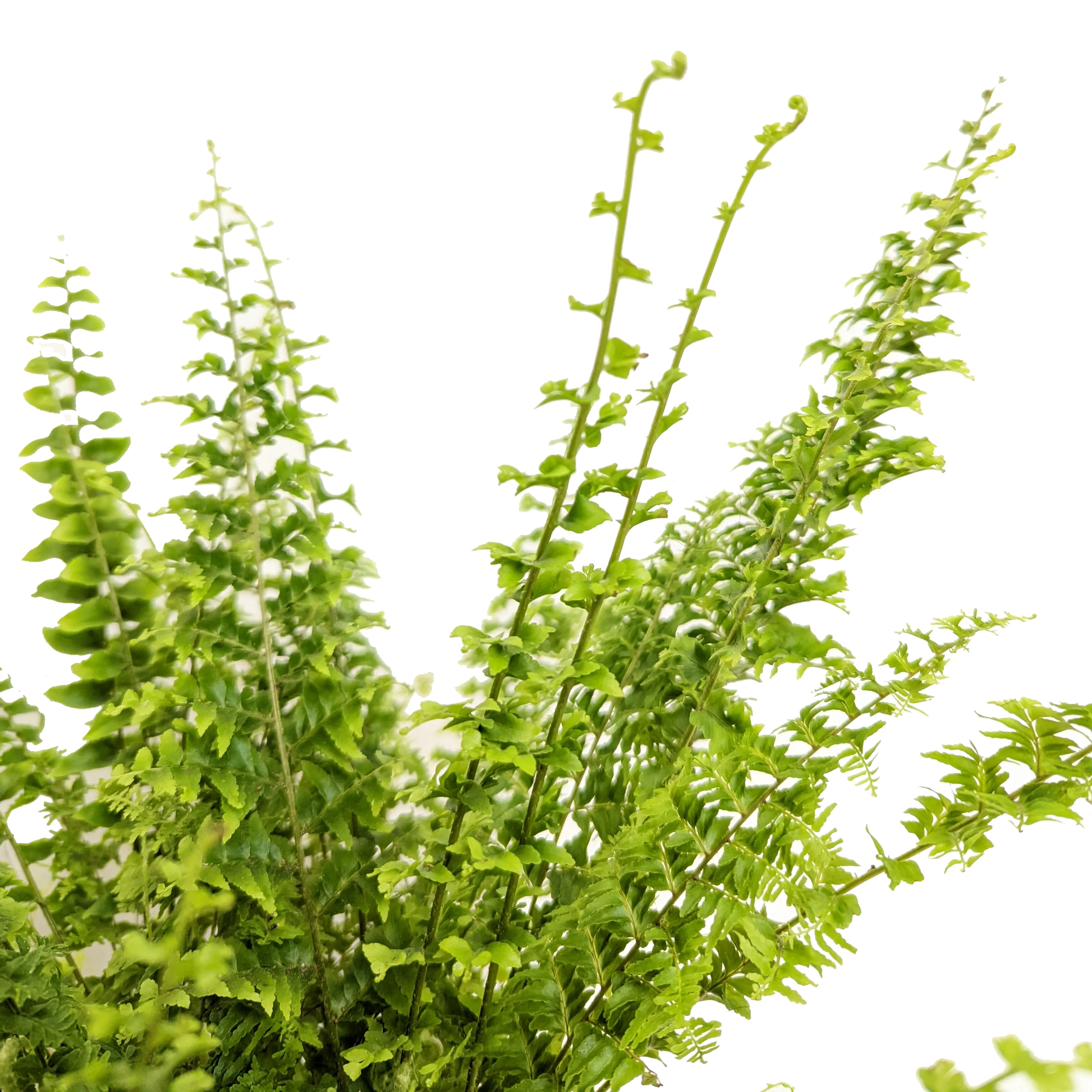 Boston Fern | Green Fantasy - Image 2