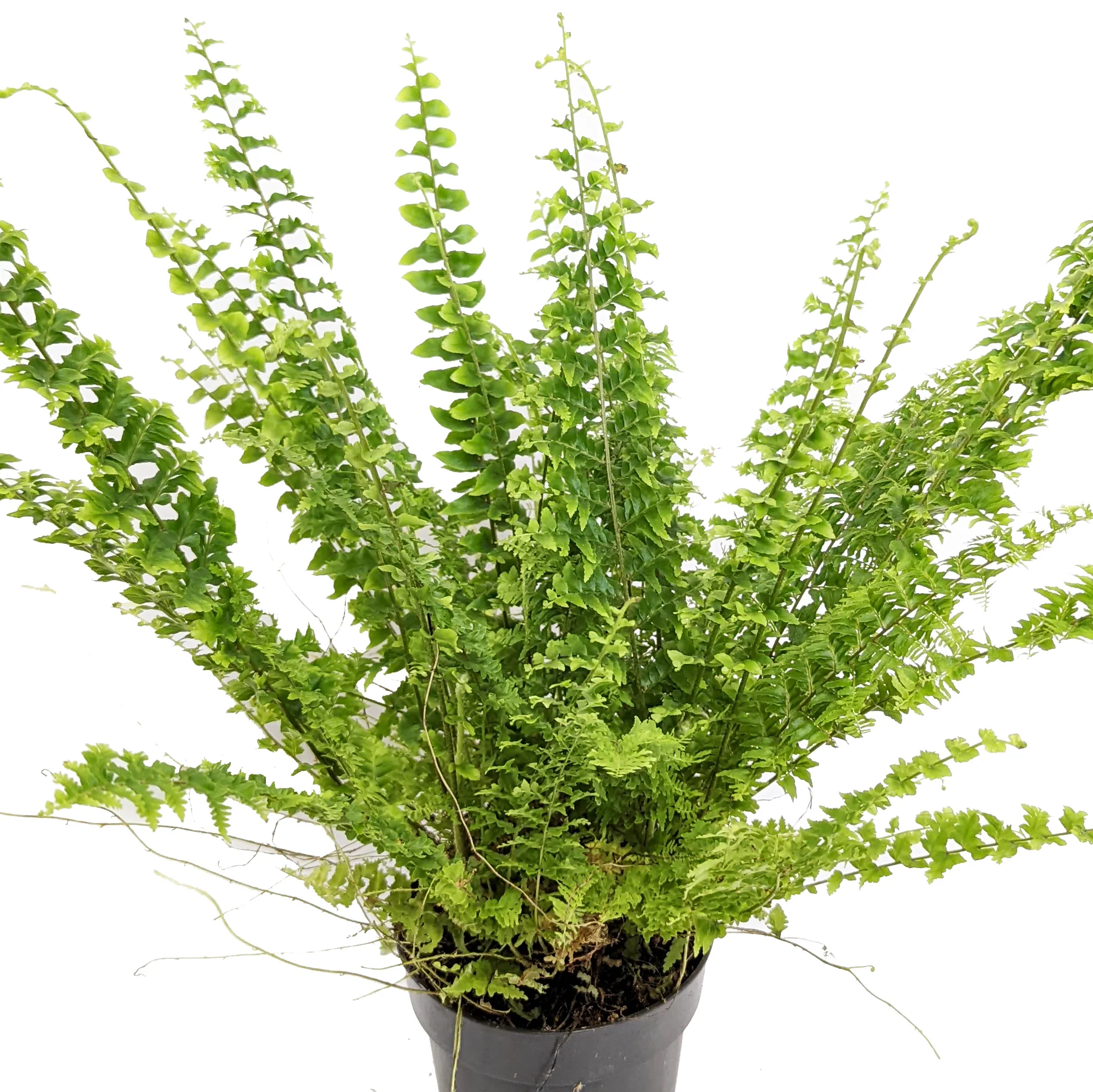 Boston Fern | Green Fantasy - Image 3
