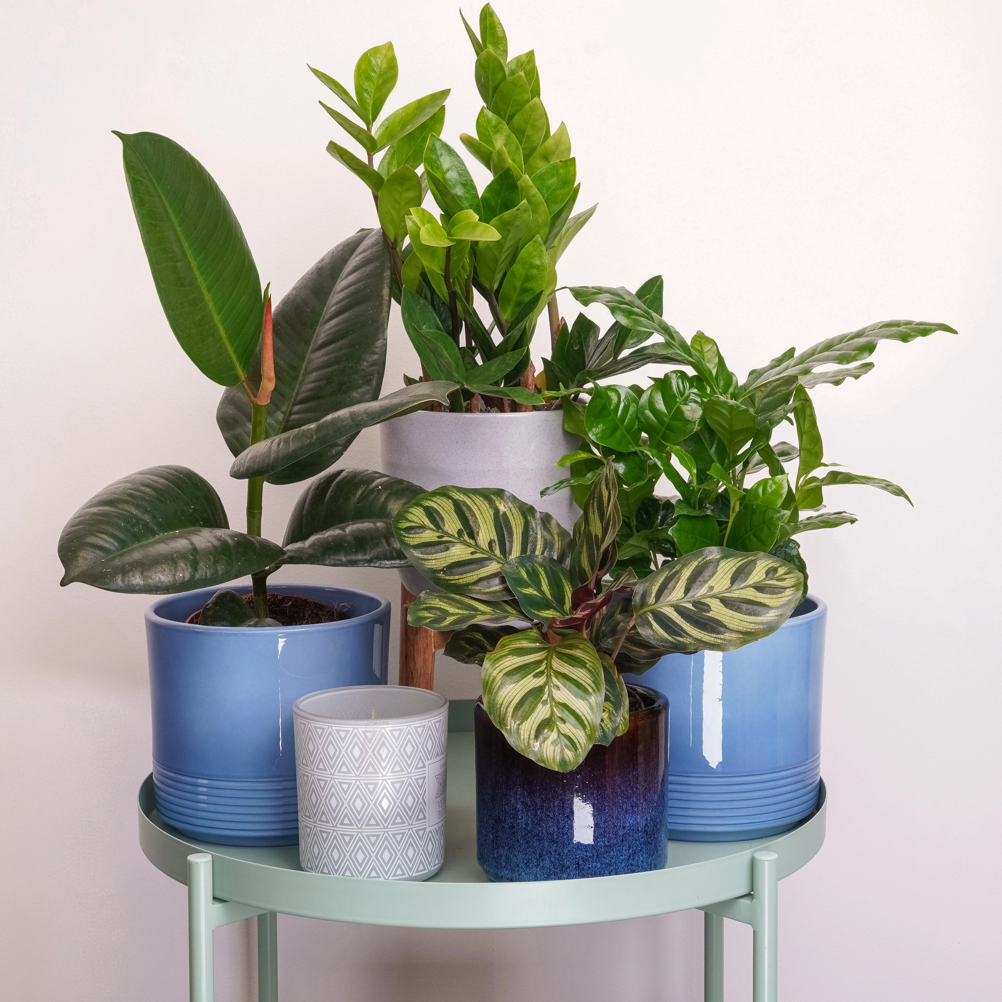 Botanist's Club | Plant Bundle