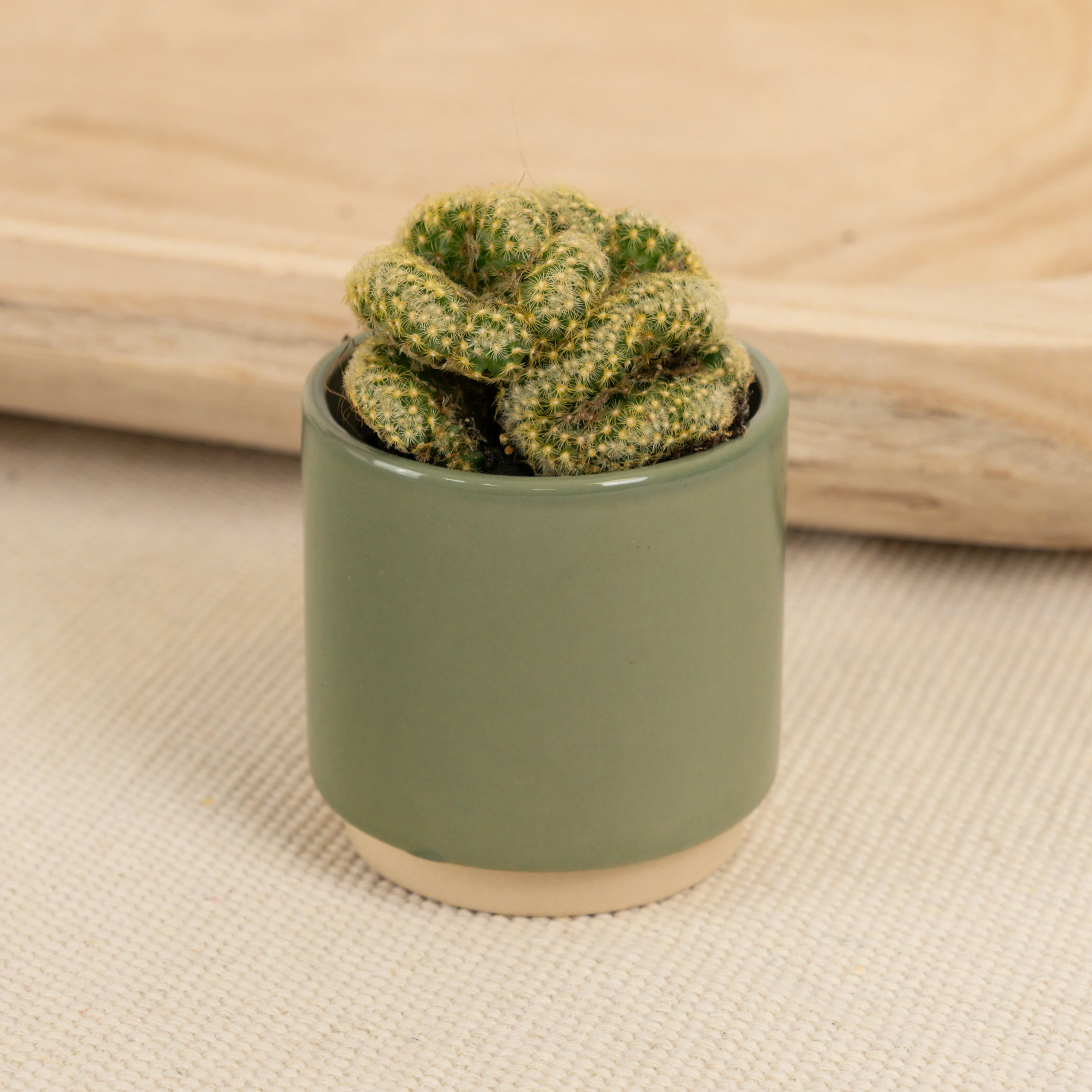 Brain Cactus | Hard To Find