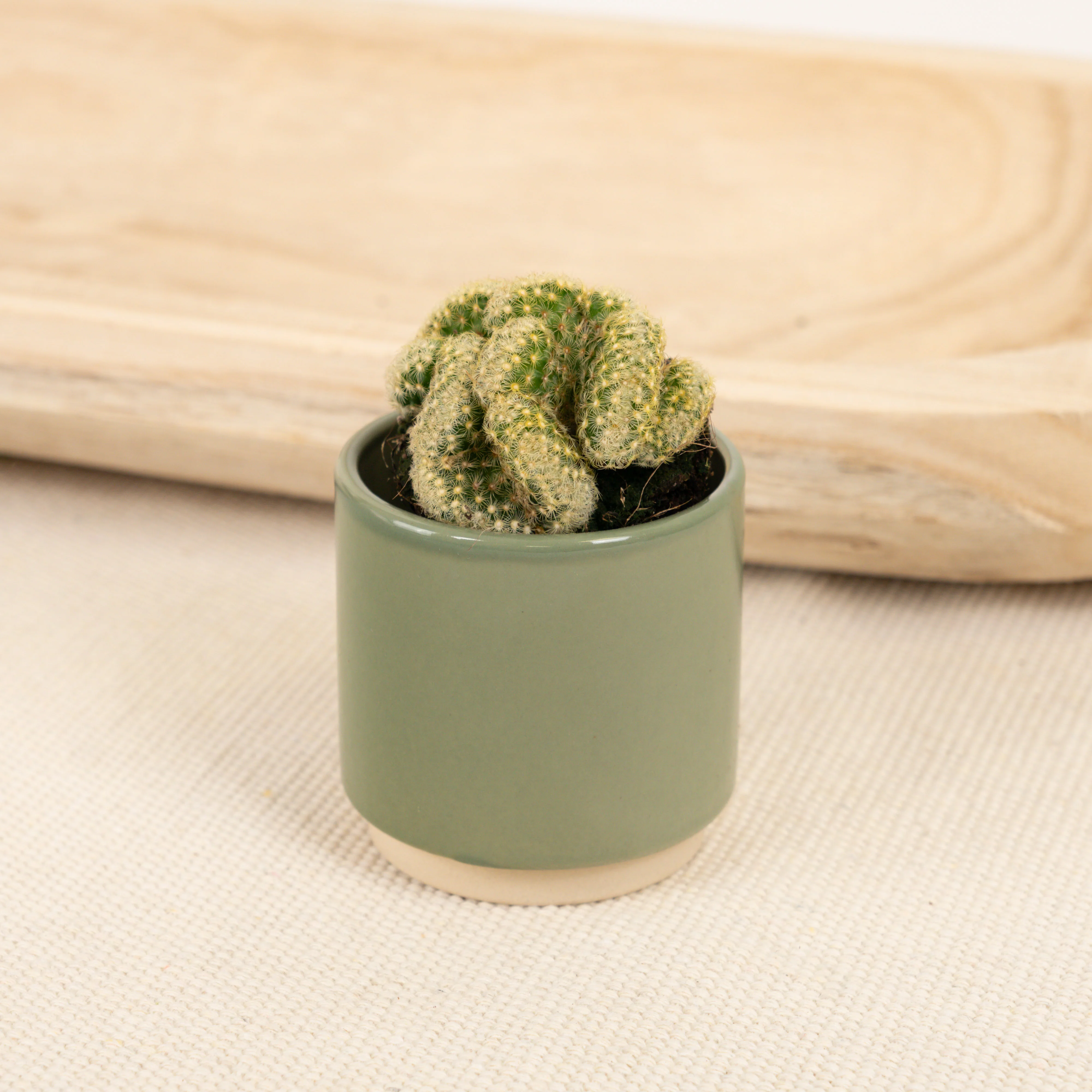 Brain Cactus | Hard To Find - Image 2