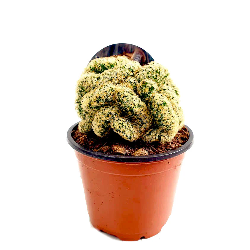 Brain Cactus | Hard To Find - Image 3
