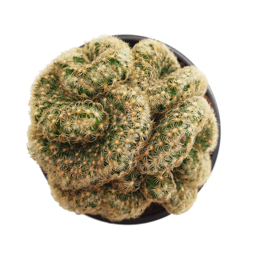 Brain Cactus | Hard To Find - Image 4