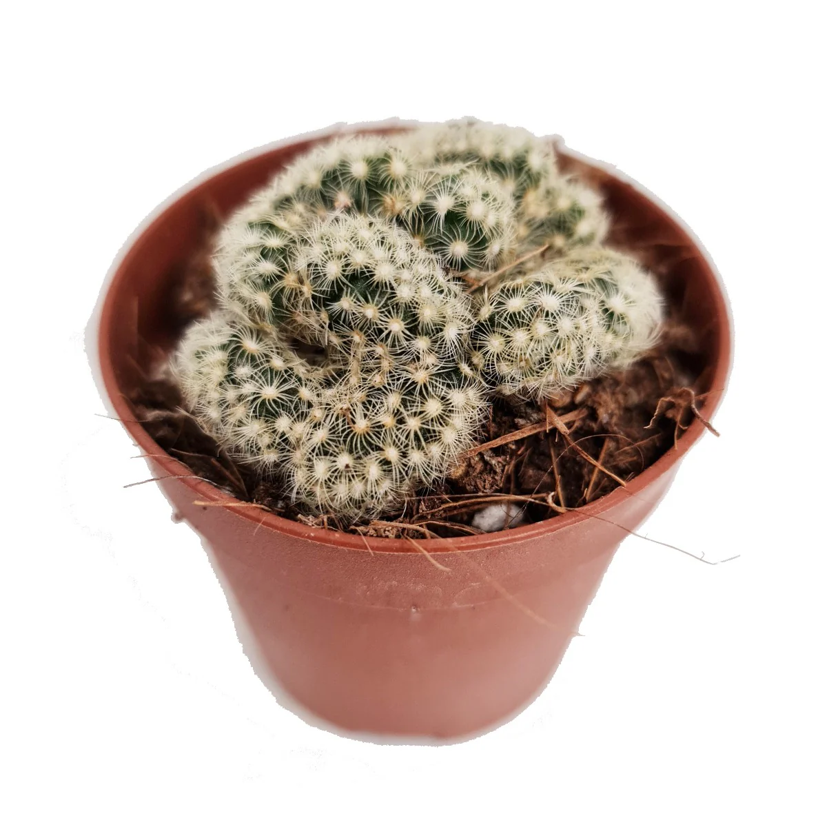 Brain Cactus | Hard To Find - Image 5